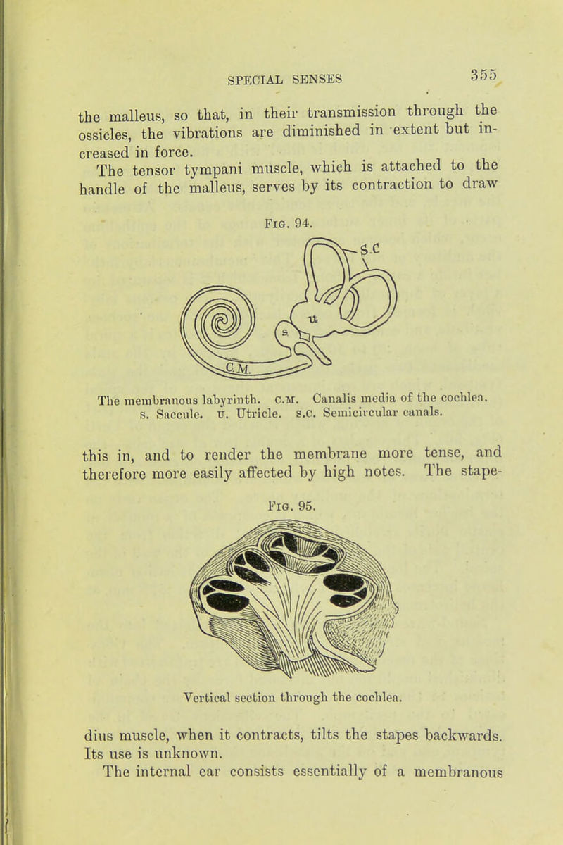 the malleus, so that, in their transmission through the ossicles, the vibrations are diminished in extent but in- creased in force. The tensor tympani muscle, which is attached to the handle of the malleus, serves by its contraction to draw Fig. 94. The membranous labyrinth. CM. Canalis media of the cochlea, s. Saccule, v. Utricle, s.c. Semicircular canals. this in, and to render the membrane more tense, and therefore more easily affected by high notes. The stape- FiG. 95. Vertical section through the cochlea. dius muscle, when it contracts, tilts the stapes backwards. Its use is unknown. The internal ear consists essentially of a membranous