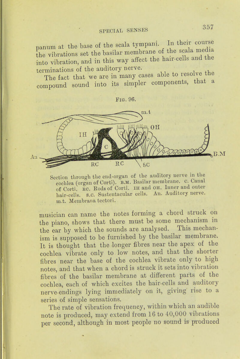 panum at the base of the scala tympani. In their course IL vibrations set the basilar membrane of the scala media into vibration, and in this way affect the hair-cells and the terminations of the auditory nerve. The fact that we are in many cases able to resolve the compound sound into its simpler components, that a Fig. 96. rut B.M Section through the end-organ of the auditory nerve in the cochlea (organ of Corti). B.M. Basilar membrane. C. Canal of Corti. EC. Rods of Corti. in and ou. Inner and outer hair-cells. B.C. Sustentacular cells. An. Auditory nerve, m.t. Membrana tectori. musician can name the notes forming a chord struck on the piano, shows that there must be some mechanism in the ear by which the sounds are analysed. This mechan- ism is supposed to be furnished by the basilar membrane. It is thought that the longer fibres near the apex of the cochlea vibrate only to low notes, and that the shorter fibres near the base of the cochlea vibrate only to high notes, and that when a chord is struck it sets into vibration fibres of the basilar membrane at different parts of the cochlea, each of which excites the hair-cells and auditory nerve-endings lying immediately on it, giving rise to a series of simple sensations. The rate of vibration frequency, within which an audible note is produced, may extend from 16 to 40,000 vibrations per second, although in most people no sound is pioduced