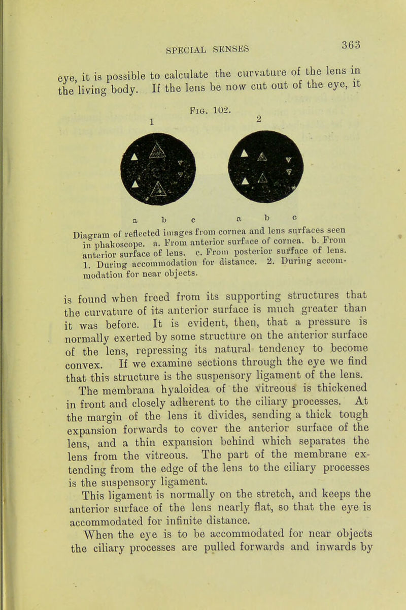 eye it is possible to calculate the curvature of the lens in the'living body. If the lens be now cut out of the eye, it Fig. 102. a b c £<■ Diaeram of reflected images from cornea and lens surfaces seen in phakoscope. a. From anterior surface of cornea, b From anterior surface of lens. c. From posterior surface of lens. 1. During accommodation for distance. 2. During accom- modation for near objects. is found when freed from its supporting structures that the curvature of its anterior surface is much greater than it was before. It is evident, then, that a pressure is normally exerted by some structure on the anterior surface of the lens, repressing its natural tendency to become convex. If we examine sections through the eye we find that this structure is the suspensory ligament of the lens. The membrana hyaloidea of the vitreous is thickened in front and closely adherent to the ciliary processes. At the margin of the lens it divides, sending a thick tough expansion forwards to cover the anterior surface of the lens, and a thin expansion behind which separates the lens from the vitreous. The part of the membrane ex- tending from the edge of the lens to the ciliary processes is the suspensory ligament. This ligament is normally on the stretch, and keeps the anterior surface of the lens nearly flat, so that the eye is accommodated for infinite distance. When the eye is to be accommodated for near objects the ciliary processes are pulled forwards and inwards by
