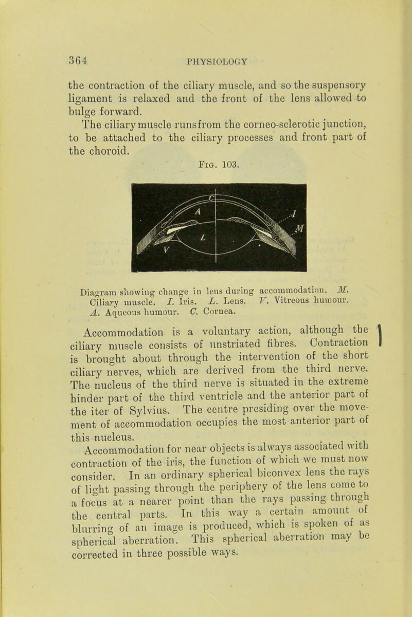the contraction of the ciliary muscle, and so the suspensory ligament is relaxed and the front of the lens allowed to bulge forward. The ciliary muscle runsfrom the corneo-sclerotic junction, to be attached to the ciliary processes and front part of the choroid. Fia. 103. Diagram showing change in lens during accommodation. M. cTliary muscle. I. Iris. L. Lens. V. Vitreous humour. A. Aqueous humour. C. Cornea. Accommodation is a voluntary action, although the ciliary muscle consists of unstriated fibres. Contraction is brought about through the intervention of the short ciliary nerves, which are derived from the third nerve. The nucleus of the third nerve is situated in the extreme hinder part of the third ventricle and the anterior part of the iter of Sylvius. The centre presiding over the move- ment of accommodation occupies the most anterior part of this nucleus. Accommodation for near objects is always associated with contraction of the iris, the function of which we must now consider, In an ordinary spherical biconvex lens the rays of light passing through the periphery of the lens come to a focus at a nearer point than the rays passing through the central parts. In this way a certain amount of blurring of an image is produced, which is spoken of as spherical aberration. This spherical aberration may be corrected in three possible ways.