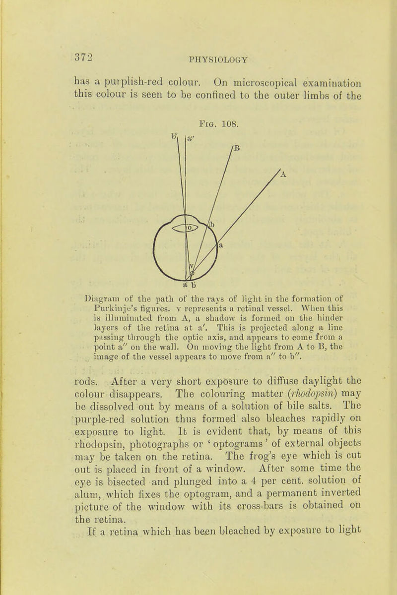 has a putplish-red colour. On microscoi)ical examination this colour is seen to bo confined to the outer limbs of the Fia. 108. Diagram of the path of the rays of light in the formation of Purkiiije's figures, v represents a retinal vessel. When this is illuminated from A, a shadow is formed on the hinder layers of the retina at a'. This is projected along a line passing through the optic axis, and appears to come from a point a on the wall. On moving the light from A to B, the image of the vessel appears to move from a to b. rods. After a very short exposure to diflfuse daylight the colour disappears. The colouring matter {rlwdopsin) may be dissolved out by means of a solution of bile salts. The purple-red solution thus formed also bleaches rapidly on exposure to light. It is evident that, by means of this rhodopsin, photographs or ' optograms' of external objects may be taken on the retina. The frog's eye which is cut out is placed in front of a window. After some time the eye is bisected and plunged into a 4 per cent, solution of alum, which fixes the optogram, and a permanent inverted picture of the window with its cross-bars is obtained on the retina. If a retina which has be.cn bleached by exposure to light
