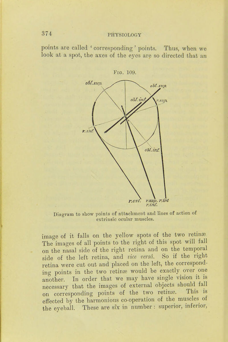 points are called ' corresponding ' points. Thus, when we look at a spot, the axes of the eyes are so directed that an Pro. 109. Diagram to show points of attachment and lines of action of extrinsic ocular muscles. image of it falls on the yellow spots of the two retinae The images of all points to the right of this spot will fall on the nasal side of the right retina and on the temporal side of the left retina, and vice versd. So if the right retina were cut out and placed on the left, the correspond- ing points in the two retinae would be exactly over one another. In order that we may have single vision it is necessary that the images of external objects should fall on corresponding points of the two retinte. This is effected by the harmonious co-operation of the muscles of the eyeball. These are six in number : superior, inferior,