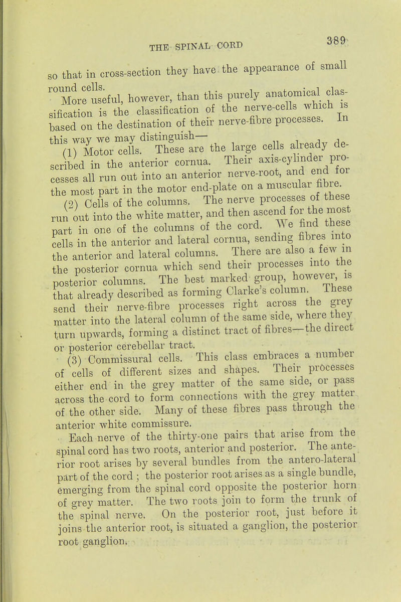 so that in cross-section they have , the appearance of small More useful, however, than this purely anatomical cla - sifi^t on is the classification of the nerve-cells which is based n he destination of their nerve-fibre processes this way we may distinguish— -i m Motor cells. These are the large cells already de- scribed in the anterior cornua. Their -is-cyhnder pro cesses all run out into an anterior nerve-root, and end for the most part in the motor end-plate on a muscular fibre (2) Cells of the columns. The nerve processes of these run out into the white matter, and then ascend for the most part in one of the columns of the cord. We find the e cells in the anterior and lateral cornua, sending fibres into the anterior and lateral columns. There are also a few in the posterior cornua which send their processes into the posterior columns. The best marked group, howe^;er, is that already described as forming Clarke s column ihese send their nerve-fibre processes right across the grey matter into the lateral column of the same side, where they turn upwards, forming a distinct tract of fibres—the direct or posterior cerebellar tract. (3) Commissural cells. This class embraces a number of cells of different sizes and shapes. Their processes either end in the grey matter of the same side, or pass across the cord to form connections with the grey matter of the other side. Many of these fibres pass through the anterior white commissure. Each nerve of the thirty-one pairs that arise from the spinal cord has two roots, anterior and posterior. The ante- rior root arises by several bundles from the antero-lateral part of the cord ; the posterior root arises as a single bundle, emerging from the spinal cord opposite the posterior horn of grey matter. The two roots join to form the trunk of the spinal nerve. On the posterior root, just before it joins the anterior root, is situated a ganglion, the posterior root ganglion.
