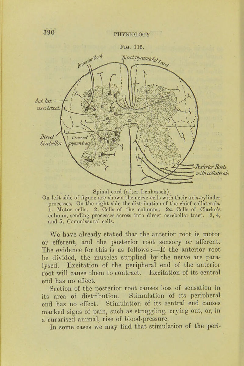 Pig. 115. Spinal cord (after Leuhossek). On left side of figure are shown the nerve-cells with their axis-cylinder processes. On the right side the distribution of the chief collaterals. 1. Motor cells. 2. Cells of the columns. 2a. Cells of Clarke's column, sending pi'ocesses across into direct cerebellar ti'act. 3, 4, and 5. Commissural cells. We have already stated that the anterior root is motor or efferent, and the posterior root sensory or afferent. The evidence for this is as follows :—If the anterior root be divided, the muscles supplied by the nerve are para- lysed. Excitation of the peripheral end of the anterior root will cause them to contract. Excitation of its central end has no effect. Section of the posterior root causes loss of sensation in its area of distribution. Stimulation of its peripheral end has no effect. Stimulation of its central end causes marked signs of pain, such as struggling, crying out, or, in a curarised animal, rise of blood-pressure. In some cases we may find that stimulation of the peri-