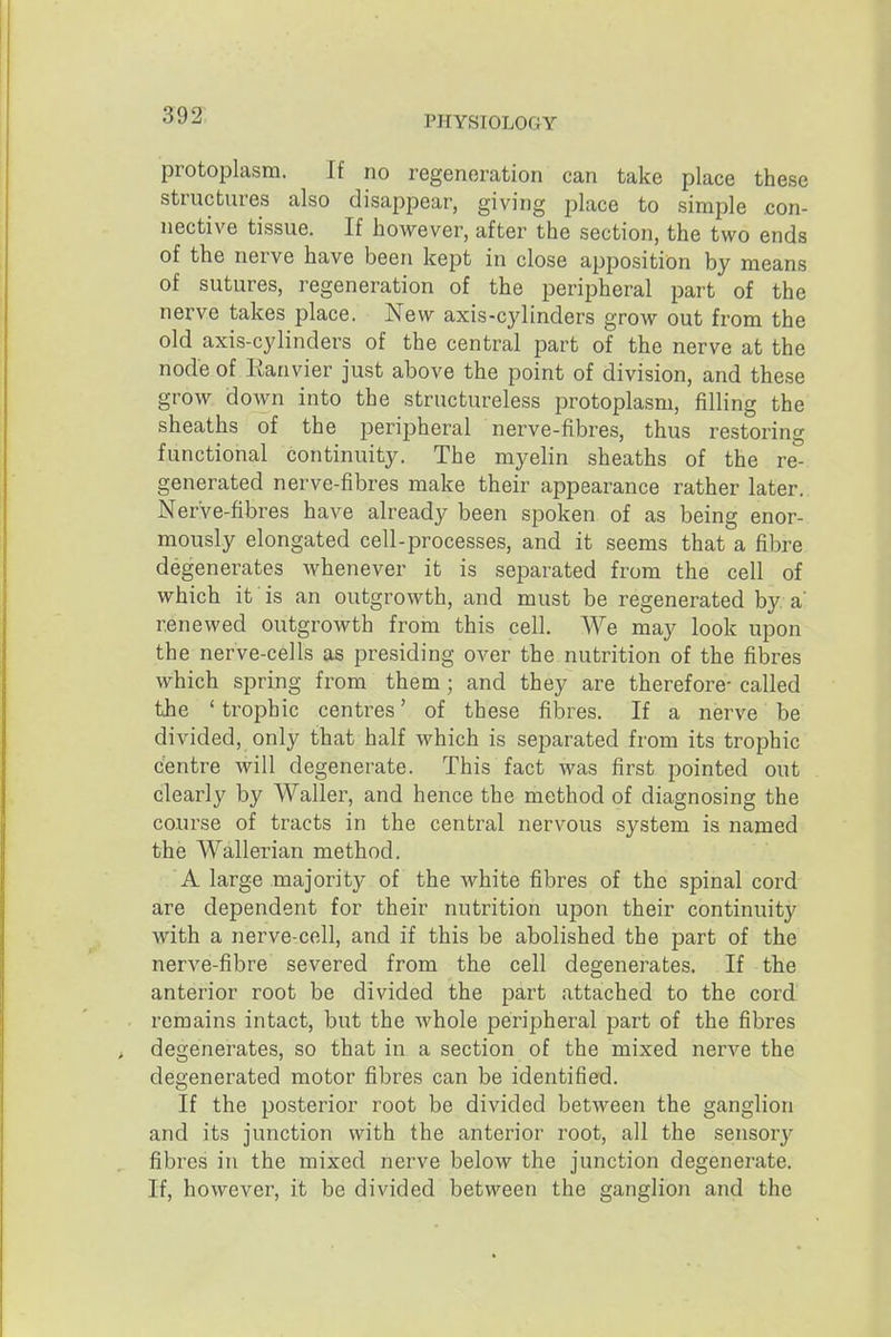 39% protoplasm. If no regeneration can take place these structures also disappear, giving place to simple .con- nective tissue. If however, after the section, the two ends of the nerve have been kept in close appo,sition by means of sutures, regeneration of the peripheral part of the nerve takes place. New axis-cylinders grow out from the old axis-cylinders of the central part of the nerve at the node of lianvier just above the point of division, and these grow down into the structureless protoplasm, filling the sheaths of the peripheral nerve-fibres, thus restoring functional continuity. The myelin sheaths of the re- generated nerve-fibres make their appearance rather later. Nerve-fibres have already been spoken of as being enor- mously elongated cell-processes, and it seems that a fibre degenerates whenever it is separated from the cell of which it is an outgrowth, and must be regenerated by a' renewed outgrowth from this cell. We may look upon the nerve-cells as presiding over the nutrition of the fibres which spring from them; and they are therefore- called the ' trophic centres' of these fibres. If a nerve be divided, only that half which is separated from its trophic centre will degenerate. This fact was first pointed out clearly by Waller, and hence the method of diagnosing the course of tracts in the central nervous system is named the Wallerian method. A large majority of the white fibres of the spinal cord are dependent for their nutrition upon their continuity with a nerve-cell, and if this be abolished the part of the nerve-fibre severed from the cell degenerates. If the anterior root be divided the part attached to the cord remains intact, but the whole peripheral part of the fibres , degenerates, so that in a section of the mixed nerve the degenerated motor fibres can be identified. If the posterior root be divided between the ganglion and its junction with the anterior root, all the sensory fibres in the mixed nerve below the junction degenerate. If, however, it be divided between the ganglion and the