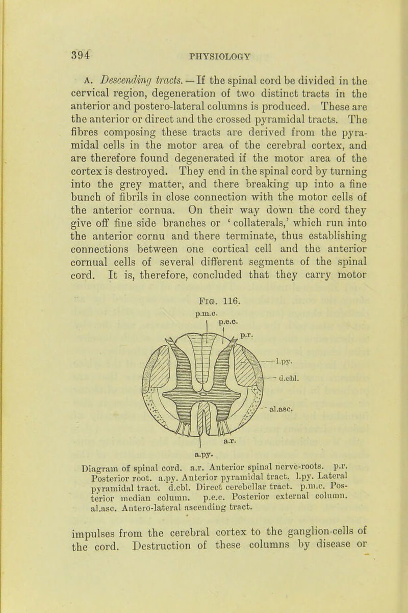 A. Descending tracts. — If the spinal cord be divided in the cervical region, degeneration of two distinct tracts in the anterior and postero-lateral columns is produced. These are the anterior or direct and the crossed pyramidal tracts. The fibres composing these tracts are derived from the pyra- midal cells in the motor area of the cerebral cortex, and are therefore found degenerated if the motor area of the cortex is destroyed. They end in the spinal cord by turning into the grey matter, and there breaking up into a fine bunch of fibrils in close connection with the motor cells of the anterior cornua. On their way down the cord they give off fine side branches or ' collaterals,' which run into the anterior cornu and there terminate, thus establishing connections between one cortical cell and the anterior cornual cells of several different segments of the spinal cord. It is, therefore, concluded that they carry motor Fig. 116. p.m.c. p.e.c. a.py. Diagram of spinal cord. a.r. Anterior spinal nerve-roots, p.r. Posterior root. a.py. Anterior pyramidal tract, l.py. Lateral pyramidal tract, d.cbl. Direct cerebellar tract, p.m.c. Pos- terior median column. p.e.c. Posterior external column, al.asc. Antero-lateral ascending tract. impulses from the cerebral cortex to the ganglion-cells of the cord. Destruction of these columns by disease or