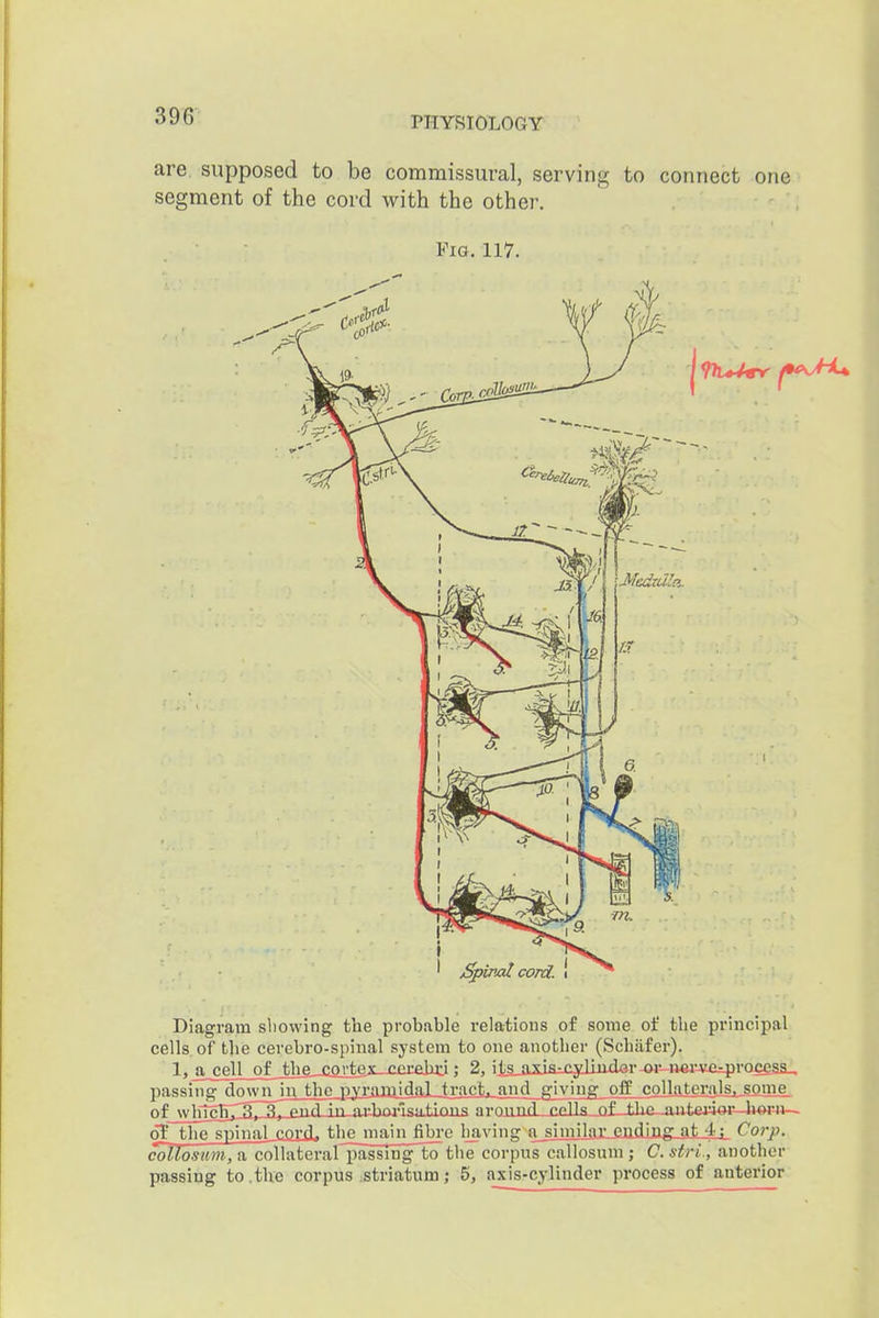 are, supposed to be commissural, serving to connect one segment of the cord with the other. Fig. 117. Spin-al cord. Diagram sliowing the probable relations of some of the principal cells of the cerebro-spinal system to one another (Schiifer). 1, a cell of the_jaitex-xcrabj:i; 2JiiS_axia^£3diiuie^r w^i^i'Aui^irocfe passing down^in the pyramidaLtract. and giving off colkteraJ[Sj.SQme. f>f_wHtgg71^, 3, pnd in niJwIsiitiniis aroiiiuL£aU3 J3f-J:h£--aiitmor hern-- oT the spinal_aimi. th^ main fibi'c leaving a_siniilai-jeja.dIugLatJLL Corp. collosum, a collateral'passingTx) the corpus callosum ; C. stri, another passing to,the corpus :striatum; 5, axis-cylinder process of anterior