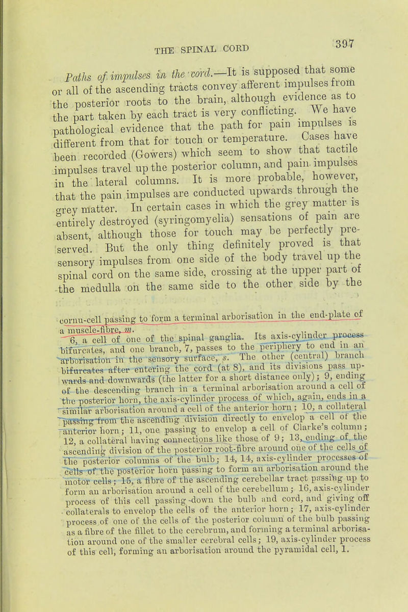 Paths of. impulses in the-wrcl.-lt is supposed that some or all of the ascending tracts convey afferent impulses from the posterior roots to the brain, although evidence as to he part taken by each tract is very conflicting. _ We have pathological evidence that the path for pain impulses is different from that for touch or temperature. Cases have been recorded (Gowers) which seem to show that tactile impulses travel up the posterior column, and pain impulses in the lateral columns. It is more probable however, that the pain impulses are conducted upwards through the crrev matter. In certain cases in which the grey matter is Entirely destroyed (syringomyelia) sensations of pam are absent, although those for touch may be perfectly pre- served. But the only thing definitely proved is that sensory impulses from one side of the body travel up the spinal cord on the same side, crossing at the upper part ot -the medulla on the same side to the other side by the .coinm-cen£a3singjbojormjje^ arborisation in the end-plateof ^fi^V^drofonc of tbe spiual ganglia. Its^ axis-cyliadfiiL^rocess blfiTFcates: and one branch, 7, passes to the penpH^TTio end in an >n-borisation in the sensory surface,'The other (central) branch bifurcates after entering the cord (at 8), and its divisions pass up- wards and downwards (the latter for a short distance only); 9, ending &f the descending branch in a terminal arborisation around a cell ot the posterior horn, the axis-cylinder process of which,, again, eudsiU.^ -slinilar arborisation around a cell of the anterior liprn ; lO^coUateral ~p?trsiTm-from the ascendiug division dTrectly to envelop a cell of the -interior horn; 11, one passing to envelop a cell of Clarke s column; 12 a collateral having Gonnectionsjike those of 9; 13,^eiidj.ng ot, the ascendint^ division of the posterior root-fibre around one of the cells^of tile postlrior columns of the bulb; 14, 14, axis-cylinder processes of cells of the posterior horn passing to form an arborisation around the motor cells; 15, a fibre of the ascending cerebellar tract passihg up to form an arborisation around a cell of the cerebellum; 16, axis-cylinder process of this cell passing -down the bulb and cord, and giving off ■ collaterals to envelop the cells of the anterior horn; 17, axis-cylinder process of one of the cells of the posterior column of the bulb passing as a fibre of the fillet to the cerebrum, and forming a terminal arborisa- tion around one of the smaller cerebral cells; 19, axis-cylinder process of this cell, forming an arborisation around the pyramidal cell, 1.