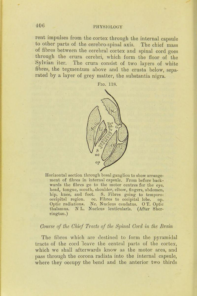 rent impulses from the cortex through the internal capsule to other parts of the cerebro-spinal axis. The chief mass of fibres between the cerebral cortex and spinal cord goes through the crura cerebri, which form the floor of the Sylvian iter. The crura consist of two layers of white fibres, the tegmentum above and the crusta below, sepa- rated by a layer of grey matter, the substantia nigra. Fig. 118. Horizontal section through basal ganglion to show arrange- ment of fibres in internal capsule. From before back- wards the fibres go to the motor centres for the eye, head, tongue, mouth, shoulder, elbow, fingers, abdomen, hip, knee, and foot. S. Fibres going to temporo- occipital region. oc. Fibres to occipital lobe. op. Optic radiations. Nc. Nucleus caudatus. O T. Optic thalamus. N L. Nucleus lenticularis. (After Sher- rington.) Course of the Chief Tracts of tJie Spinal Cord in the Brain The fibres which are destined to form the pyramidal tracts of the coi'd leave the central parts of the cortex, which we shall afterwards know as the motor area, and pass through the corona radiata into the internal capsule, where they occupy the bend and the anterior two thirds