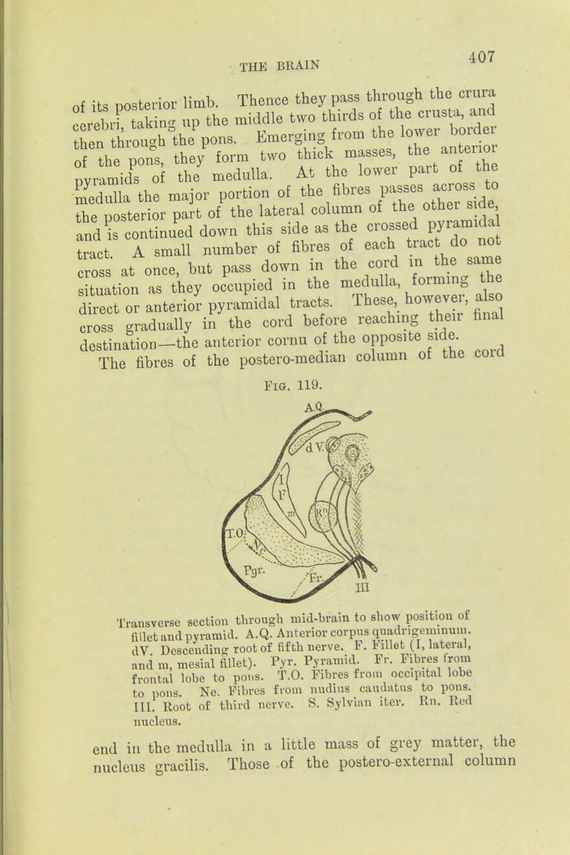 THE BRAIN of its posterior limb. Thence they pass through the crura Let tak n'. up the middle two thirds of the crusta, and through^the^ons. Emerging from the l-er bord^^^^ of the pons, they form two thick masses, the anterior pyrlmids 0 the medulla. At the lower part of the SI the maior portion of fhe fibres passes across to the posterior part of the lateral column of the other side and is continued down this side as the crossed pyramida Let A small number of fibres of each tract do not cross at once, but pass down in the cord in the sam s[tuation as they occupied in the medulla, forming the toect or anterior pyramidal tracts. These, however, also cross gradually in the cord before reaching their final destination-the anterior cornu of the opposite side The fibres of the postero-median column of the cord Transverse section through mid-brain to show position of fillet and pyramid. A.Q. Anterior corpus quadrigeminuiu. dV. Descending root of fifth nerve. F. iMetJl, lateral, and m, mesial fillet). P.yr. Pyramid. Fr. Fibres from frontal lobe to poi.s. T.O. Fibres from occipital lobe to pons. No. Fibres from nudius caudatus to pons. III. Root of third nerve. S. Sylvian iter. Rn. Red nucleus. end in the medulla in a little mass of grey matter, the nucleus gracilis. Those of the postero-external column