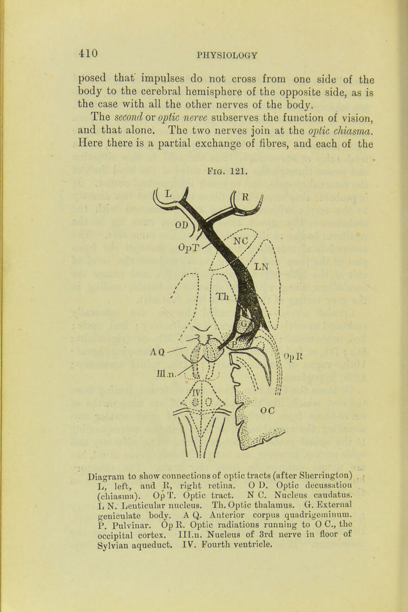 posed that impulses do not cross from one side of the body to the cerebral hemisphere of the opposite side, as is the case with all the other nerves of the body. The second or optic nerve subserves the function of vision, and that alone. The two nerves join at the ojJtic chiasma. Here there is a partial exchange of fibres, and each of the Fig. 121. Diagram to show connections of optic tracts (after Sherrington) L, left, and _R, right retina. O D. Optic decussation (chiasma). OpT. Optic tract. N C Nucleus caudatus. L N. Lenticular nucleus. Th. Optic thalamus. G. External geniculate body. A Q. Anterior corpus quadrigeminum. P. Pulvinar. Op R. Optic radiations running to 0 C, the occipital cortex. Ill.n. Nucleus of 3rd nerve in floor of Sylvian aqueduct. IV. Fourth ventricle.