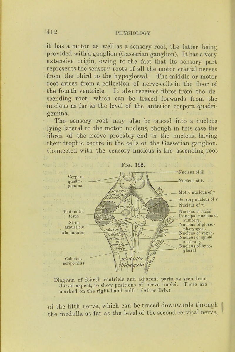 it has a motor as well as a sensory root, the latter being provided with a ganglion (Gasserian ganglion). It has a very extensive origin, owing to the fact that its sensory part represents the sensory roots of all the motor cranial nerves from the third to the hypoglossal. The middle or motor root arises from a collection of nerve-cells in the floor of the fourth ventricle. It also receives fibres from the de- scending root, Avhich can be traced forwards from the nucleus as far as the level of the anterior corpora quadri- gemina. Th& sensory root may also be traced into a nucleus lying lateral to the motor nucleus, though in this case the fibres of the nerve probably end in the nucleus, having their trophic centre in the cells of the Gasserian ganglion. Connected with the sensory nucleus is the ascending root Fi&. 122. Corpora qundri- gemiua Eminentia teres Striie acousticEB Ala cinerea Ciilanius scriptorius Nucleus of iii Nucleus of iv —. Motor nucleus of v Seusory nucleus of v Nucleus of vi Nucleus of facial Principal nucleus of auditory. Nucleus of glosso- pharyngeal. Nucleus of vagus. Nucleus of spiual accessory. Nucleus of hypo- glossal . Diagnim of fourth ventricle and adjacent parts, as seen from dorsal aspect, to show positions of nerve nuclei. Tliese are marked on the right-hand half. (After Erb.) of the fifth nerve, which can be traced downwards through the medulla as far as the level of the second cervical nerve,