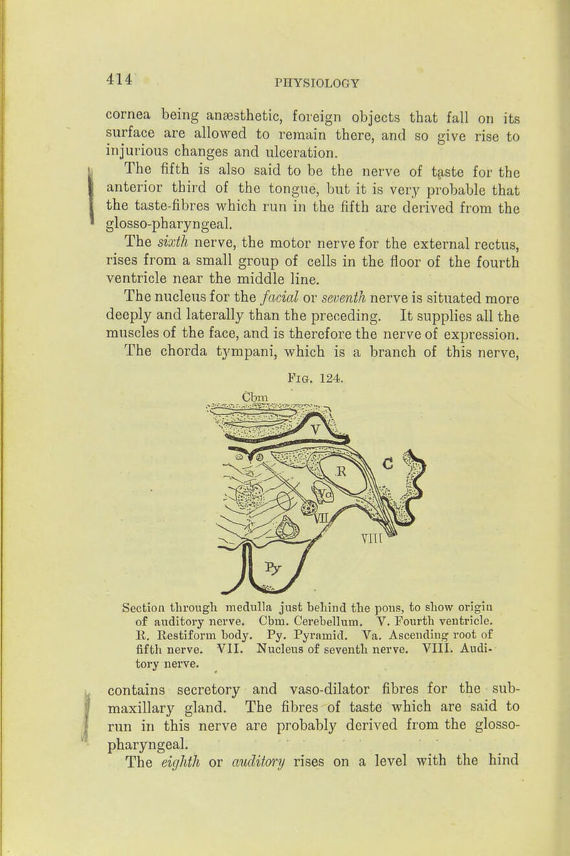 cornea being anesthetic, foreign objects that fall on its surface are allowed to remain there, and so give rise to injurious changes and ulceration. The fifth is also said to be the nerve of tp,ste for the anterior third of the tongue, but it is very probable that the taste-fibres which run in the fifth are derived from the glosso-pharyngeal. The sixth nerve, the motor nerve for the external rectus, rises from a small group of cells in the floor of the fourth ventricle near the middle line. The nucleus for the facial or seventh nerve is situated more deeply and laterally than the preceding. It supplies all the muscles of the face, and is therefore the nerve of expression. The chorda tympani, which is a branch of this nerve, Section through medulla just behind the pons, to show origin of auditory nerve. Cbm. Cerebellum. V. Fourth ventricle. R. Restiform body. Py. Pyramid. Va. Ascending root of fifth nerve. VII. Nucleus of seventh nerve. VIII. Audi- tory nerve. contains secretory and vaso-dilator fibres for the sub- maxillary gland. The fibres of taste which are said to run in this nerve are probably derived from the glosso- pharyngeal. The eighth or auditory rises on a level with the hind