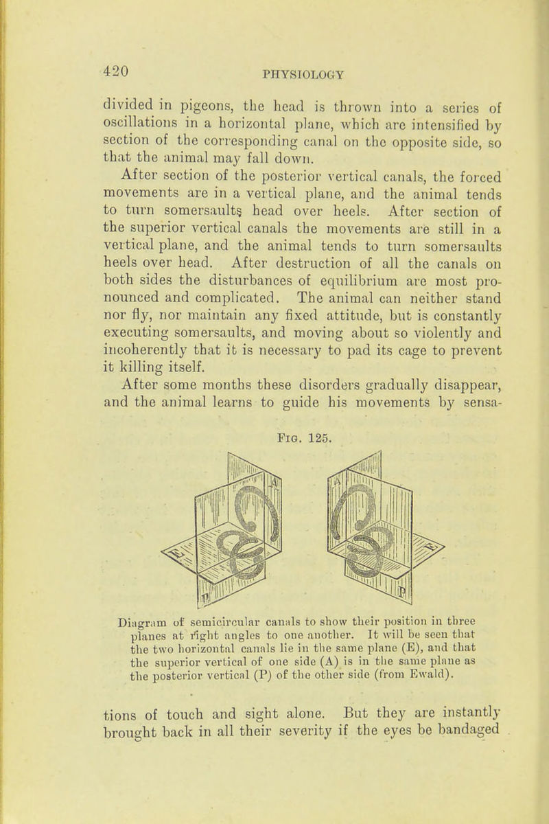 divided in pigeons, the head is thrown into a series of oscillations in a horizontal plane, which are intensified by section of the corresponding canal on the opposite side, so that the animal may fall down. After section of the posterior vertical canals, the forced movements are in a vertical plane, and the animal tends to turn somersaults head over heels. After section of the superior vertical canals the movements are still in a vertical plane, and the animal tends to turn somersaults heels over head. After destruction of all the canals on both sides the disturbances of equilibrium are most pro- nounced and complicated. The animal can neither stand nor fly, nor maintain any fixed attitude, but is constantly executing somersaults, and moving about so violently and incoherently that it is necessary to pad its cage to prevent it killing itself. After some months these disorders gradually' disappear, and the animal learns to guide his movements by sensa- FiG. 125. Diiigram of semicircular canals to show their position in three planes at /ij^ht angles to one another. It will be seen that the two horizontal canals lie in the same plane (E), and that the superior vertical of one side (A) is in the same plane as the posterior vertical (P) of the other side (from Ewald). tions of touch and sight alone. But they are instantly brought back in all their severity if the eyes be bandaged