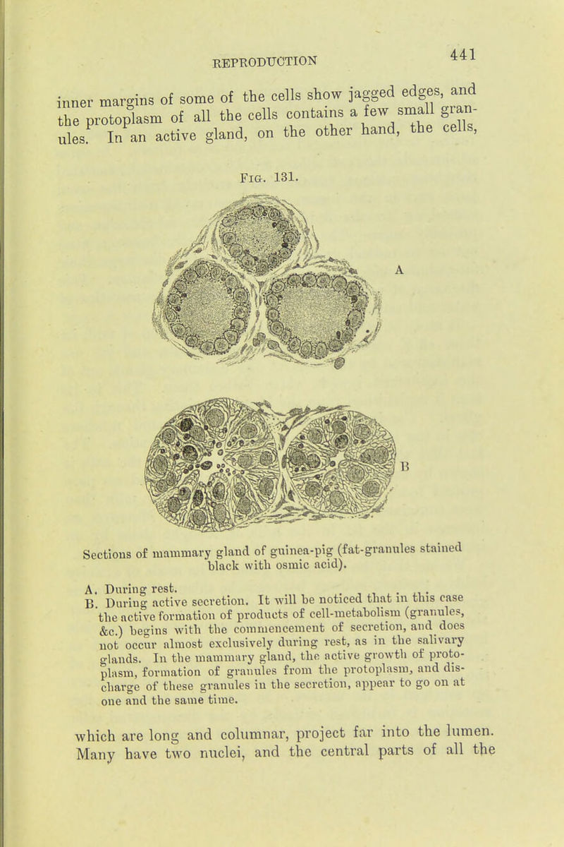inner margins of some of the cells show jagged edges and the protoplasm of all the cells contains a few small gian- ules In an active gland, on the other hand, the cells, Fi&. 131. Sections o£ mammary gland of guinea-pig (fat-granules stained black with osmic acid). A. During rest. . B During active secretion. It will be noticed that in this case the active formation of products of cell-metabolism (granules, &c.) begins with the commencement of secretion, and does not occur almost exclusively during rest, as in the salivary glands. In the mammury gland, the active growth of proto- phism, formation of granules from the protoplasm, and dis- charge of these granules in the secretion, appear to go on at one and the same time. which are long and columnar, project far into the lumen. Many have two nuclei, and the central parts of all the