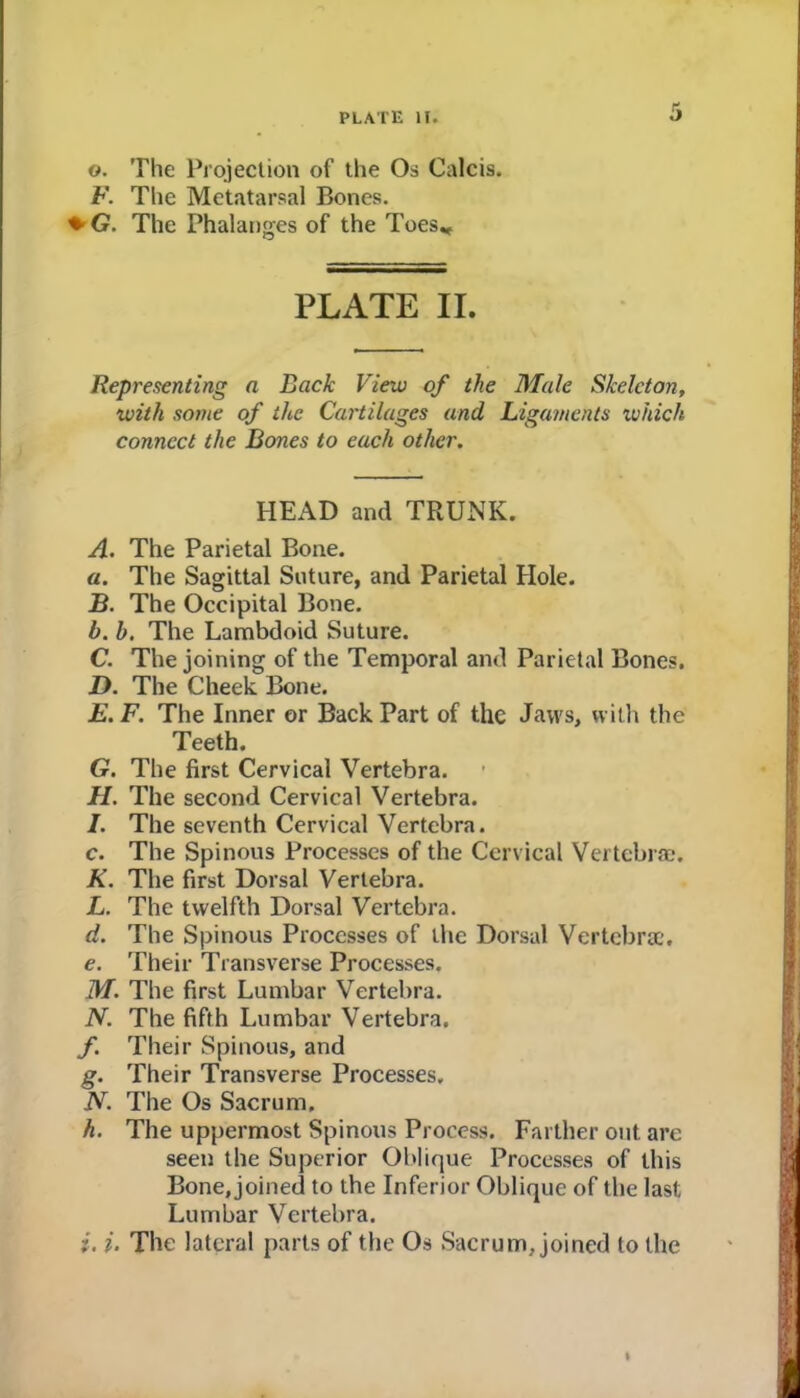 5 ©. The Projection of the Os Calcis. F. The Metatarsal Bones. ♦ G. The Phalanges of the Toes^ PLATE II. Representing a Back View of the Male Skeleton, with some of the Cartilages and Ligaments which connect the Bones to each other. HEAD and TRUNK. A. The Parietal Bone. a. The Sagittal Suture, and Parietal Hole. B. The Occipital Bone. b. b. The Lambdoid Suture. C. The joining of the Temporal and Parietal Bones. D. The Cheek Bone. E. F. The Inner or Back Part of the Jaws, with the Teeth. G. The first Cervical Vertebra. H. The second Cervical Vertebra. /. The seventh Cervical Vertebra. c. The Spinous Processes of the Cervical Vertebra;. K. The first Dorsal Vertebra. L. The twelfth Dorsal Vertebra. d. The Spinous Processes of the Dorsal Vertebra;. e. Their Transverse Processes. M. The first Lumbar Vertebra. N. The fifth Lumbar Vertebra. f. Their Spinous, and g. Their Transverse Processes, N. The Os Sacrum. h. The uppermost Spinous Process. Farther out arc seen the Superior Oblique Processes of this Bone, joined to the Inferior Oblique of the last Lumbar Vertebra. i. i. The lateral parts of the Os Sacrum, joined to the