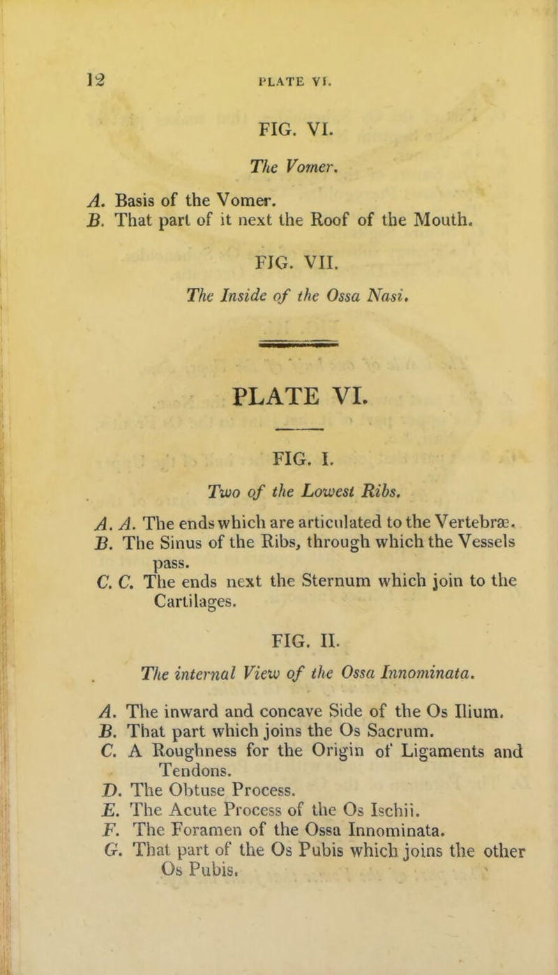 FIG. VI. The Vomer. A. Basis of the Vomer. B. That part of it next the Roof of the Mouth. FIG. VII. The Inside of the Ossa Nasi. PLATE VI. FIG. I. Two of the Lowest Ribs. A. A. The ends which are articulated to the Vertebrae. B. The Sinus of the Ribs, through which the Vessels pass. C. C. The ends next the Sternum which join to the Cartilages. FIG. II. The internal View of the Ossa Innominata. A. The inward and concave Side of the Os Ilium. B. That part which joins the Os Sacrum. C. A Roughness for the Origin of Ligaments and Tendons. D. The Obtuse Process. E. The Acute Process of the Os Ischii. F. The Foramen of the Ossa Innominata. G. That part of the Os Pubis which joins the other Os Pubis.