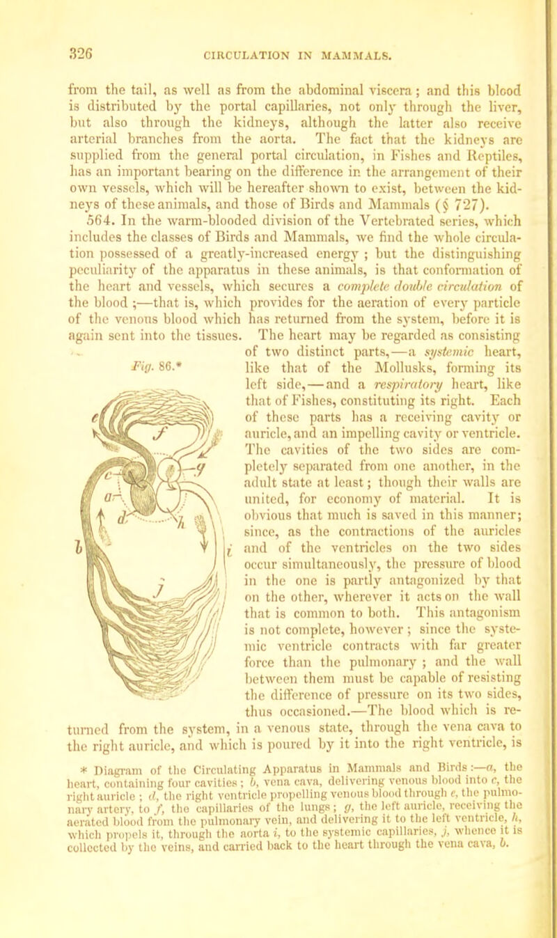 from the tail, as well as from the abdominal viscera ; and this blcod is distributed by the portal capillaries, not only through the liver, but also through the kidneys, although the latter also receive arterial branches from the aorta. The fact that the kidneys are supplied from the general portal circulation, in Fishes and Reptiles, has an important bearing on the difference in the arrangement of their own vessels, which will be hereafter shown to exist, between the kid- neys of these animals, and those of Birds and Mammals (§ 7*27). 564. In the warm-blooded division of the Vertebrated series, which includes the classes of Birds and Mammals, we find the whole circula- tion possessed of a greatly-increased energy ; but the distinguishing peculiarity of the apparatus in these animals, is that conformation of the heart and vessels, which secures a complete double circulation of the blood ;—that is, which provides for the aeration of every particle of the venous blood which has returned from the system, before it is again sent into the tissues. The heart may be regarded as consisting of two distinct parts,—a systemic heart, like that of the Mollusks, forming its left side, — and a respiratory heart, like that of Fishes, constituting its right. Each of these parts has a receiving cavity or auricle, and an impelling cavity or ventricle. The cavities of the two sides are com- pletely separated from one another, in the adult state at least; though their walls are united, for economy of material. It is obvious that much is saved in this manner; since, as the contractions of the auricles and of the ventricles on the two sides occur simultaneously, the pressure of blood in the one is partly antagonized by that on the other, wherever it acts on the wall that is common to both. This antagonism is not complete, however ; since the syste- mic ventricle contracts with far greater force than the pulmonary ; and the wall between them must be capable of resisting the difference of pressure on its two sides, thus occasioned.—The blood which is re- turned from the system, in a venous state, through the vena cava to the right auricle, and which is poured by it into the right ventricle, is * Diagram of the Circulating Apparatus in Mammals and Birds:—a, the heart, containing four cavities ; b, vena cava, delivering venous blood into c, the right auricle ; the right ventricle propelling venous blood through e. the pulmo- nary artery, to /, the capillaries of the lungs ; g, the left auricle, receiving the aerated blood from the pulmonary vein, and delivering it to the left ventricle, h, which propels it, through the aorta i, to the systemic capillaries, j, whence it is collected by the veins, and carried back to the heart through the vena cava, o.