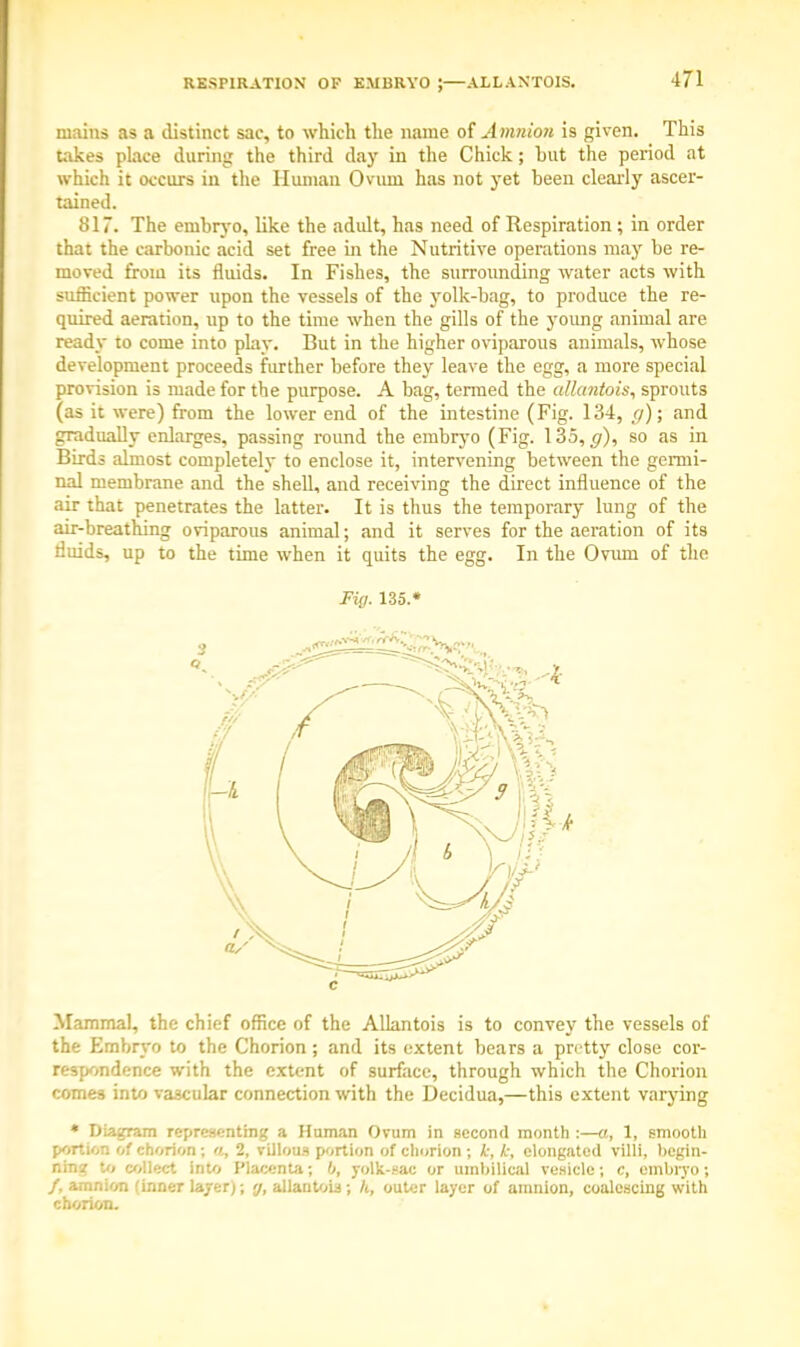 RESPIRATION OF EMBRYO ;—ALLANTOIS. mains as a distinct sac, to which the name of Amnion is given. This takes place during the third day in the Chick; but the period at which it occurs in the Human Ovum has not yet been clearly ascer- tained. 817. The embryo, like the adult, has need of Respiration; in order that the carbonic acid set free in the Nutritive operations may be re- moved from its fluids. In Fishes, the surrounding water acts with sufficient power upon the vessels of the yolk-bag, to produce the re- quired aeration, up to the time when the gills of the young animal are ready to come into play. But in the higher oviparous animals, whose development proceeds further before they leave the egg, a more special provision is made for the purpose. A bag, termed the allantois, sprouts (as it were) from the lower end of the intestine (Fig. 134, g); and gradually enlarges, passing round the embryo (Fig. 135, g), so as in Birds almost completely to enclose it, intervening between the germi- nal membrane and the shell, and receiving the direct influence of the air that penetrates the latter. It is thus the temporary lung of the air-breathing oviparous animal; and it serves for the aeration of its fluids, up to the time when it quits the egg. In the Ovuni of the Fig. 135.* Mammal, the chief office of the Allantois is to convey the vessels of the Embryo to the Chorion; and its extent bears a pretty close cor- respondence with the extent of surface, through which the Chorion comes into vascular connection with the Decidua,—this extent varying * Diagram representing a Human Ovum in second month :—a, 1, smooth portion of chorion ; a, 2, villous portion of chorion ; k, L; elongated villi, begin- ning to collect into Placenta; b, yolk-sac or umbilical vesicle; c, embryo; /, amnion (inner layer); <j, allantoic ; It, outer layer of amnion, coalescing with chorion.