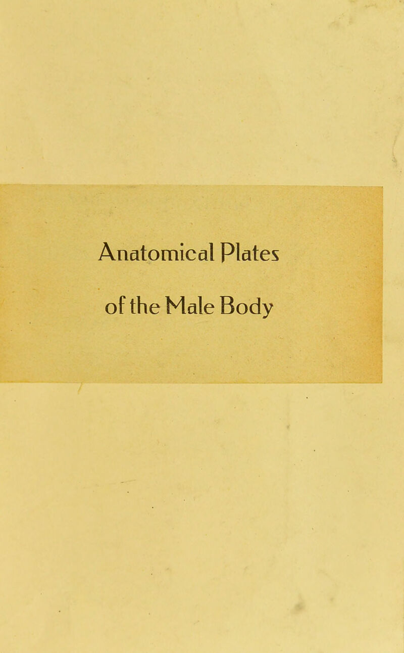 Anatomical Plates of the Male Body