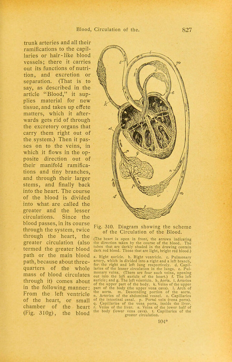 trunk arteries and all their ramifications to the capil- laries or hair-like blood vessels; there it carries out its functions of nutri- tion, and excretion or separation. (That is to say, as described in the article Blood, it sup- plies material for new tissue, and takes up effete matters, which it after- wards gets rid of through the excretory organs that carry them right out of the system.) Then it pas- ses on to the veins, in which it flows in the op- posite direction out of their manifold ramifica- tions and tiny branches, and through their larger stems, and finally back into the heart. The course of the blood is divided into what are called the greater and the lesser circulations. Since the blood passes, in its course through the system, twice through the heart, the greater circulation (also termed the greater blood path or the main blood path, because about three- quarters of the whole mass of blood circulates through it) comes about in the following manner: From the left ventricle of the heart, or small chamber of the heart (Fig. 310g), the blood Fig. 310. Diagram showing the scheme of the Circulation of the Blood. (The heart is open in front, the arrows indicating the direction taken by the course of the blood. The tubes that are darkly shaded in the drawing contain dark red blood. Those that are light, bright red blood.) a. Right auricle, b. Right ventricle, c. Pulmonary artery, which is divided into a right and a left branch, for the right and left lung respectively, d. Capil- laries of the lesser circulation in the lungs, e. Pul- monary veins. (There are four such veins, opening out into the left auricle of the heart.) f. The left auricle; and g. The left ventricle, h. Aorta, i. Arteries of the upper part of the body. k. Veins of the upper part of the body (the upper vena cava). 1. Arch of the aorta. m. Descending portion of the aorta, n. Arteries of the abdominal vessel, o. Capillaries of the intestinal canal, p. Portal vein (vena porta), q. Cnpillaries of the vena porta, inside the liver, r. Veins of the liver, s. Veins of the lower half of the body (lower vena cava), t. Capillaries of the greater circulation. 104*