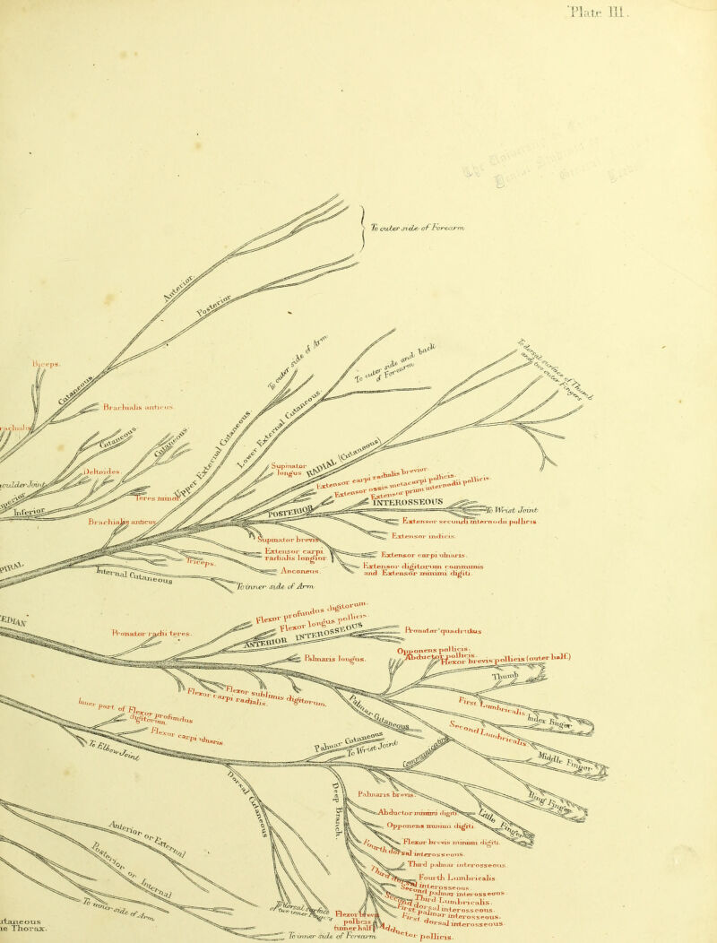 Supinator ^ loiigus 1 « LNTERO S SEOITS U^vUerJow SZliiy'lrft Joint' Extensor secuiuHmtm'nociii polling iupmalor brevil^v s Extensoj- carpi ~ Taxii.'iJis lourfior. JbiTvner side of Arm &&**«* * '’’'ns TVoTia±tu- i^ctu ~teres iJlicis. poUicds. [exorTji-evxsp1 lollicis (crater ll«l£) • : IVlTI* ,,Xr>'' SVL 1 ra^«7i ?«« oi Fit > omens inimuu «»> Flexor IxreviS'mmnm ** sdl intero s seons. _Js Tim’d palmar juterosseous Fourth. i-.iunl>i’icalls ^e*OnJ?-^r-PSseons . nj\ 'P^hnar inter OSS eons d ^UlrJDTnca]is. J pi f,*'] interosseons ; ^nFerosseons. ^rsalira^eross eons • *CW Holl.V.o 7 HexorMevI ■ ^ polHcis w fumerHalfJ* To-inner JbcLe, of rervccrm £