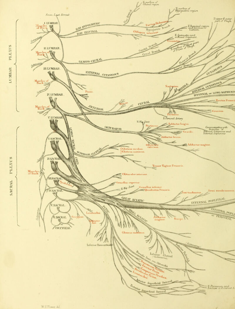 SACRAL PLEA US LUMBAR PLEXUS W II Flower del