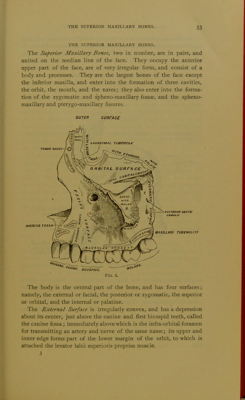 THE SUPERIOR MAXILLARY BONES. The Superior Maxillary Bones, two in number, are in pairs, and united on the median line of the face. They occupy the anterior upper part of the face, are of very irregular form, and consist of a body and processes. They are the largest bones of the face except the inferior maxilla, and enter into the formation of three cavities, the orbit, the mouth, and the nares; they also enter into the forma- tion of the zygomatic and spheno-maxillary fossae, and the spheno- maxillary and pterygo-maxillary fissures. OUTER SURFACE Fig. 6. The body is the central part of the bone, and has four surfaces; namely, the external or facial, the posterior or zygomatic, the superior or orbital, and the internal or palatine. The External Surface is irregularly convex, and has a depression about its center, just above the canine and first bicuspid teeth, called the canine fossa; immediately above which is the infra-orbital foramen for transmitting an artery and nerve of the same name; its upper and inner edge forms part of the lower margin of the orbit, to which is attached the levator labii superioris proprius muscle. 3