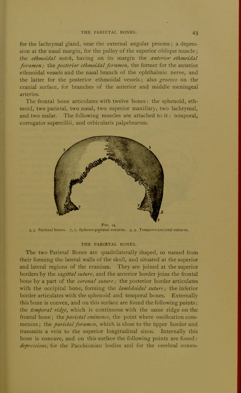 for the lachrymal gland, near the external angular process; a depres- sion at the nasal margin, for the pulley of the superior oblique muscle; the ethmoidal notch, having on its margin the anterior ethmoidal foramen ; the posterior ethmoidal foramen, the former for the anterior ethmoidal vessels and the nasal branch of the ophthalmic nerve, and the latter for the posterior ethmoidal vessels; also grooves on the cranial surface, for branches of the anterior and middle meningeal arteries. The frontal bone articulates with twelve bones: the sphenoid, eth- moid, two parietal, two nasal, two superior maxillary, two lachrymal, and two malar. The following muscles are attached to it: temporal, corrugator superciliii, and orbicularis palpebrarum. Fig. 14. 3, 3. Parietal bones. 7, 7. Spheno-parietal sutures. 9, 9. Temporo-parietal sutures. THE PARIETAL BONES. The two Parietal Bones are quadrilaterally shaped, so named from their forming the lateral walls of the skull, and situated at the superior and lateral regions of the cranium. They are joined at the superior borders by the sagittal suture, and the anterior border joins the frontal bone by a part of the coronal suture; the posterior border articulates with the occipital bone, forming the lambdoidal suture; the inferior border articulates with the sphenoid and temporal bones. Externally this bone is convex, and on this surface are found the following points: the temporal ridge, which is continuous with the same ridge on the frontal bone ; the parietal eminence, the point where ossification com- mences ; the parietal foramen, which is close to the upper border and transmits a vein to the superior longitudinal sinus. Internally this bone is concave, and on this surface the following points are found: depressions, for the Pacchionian bodies and for the cerebral convo-