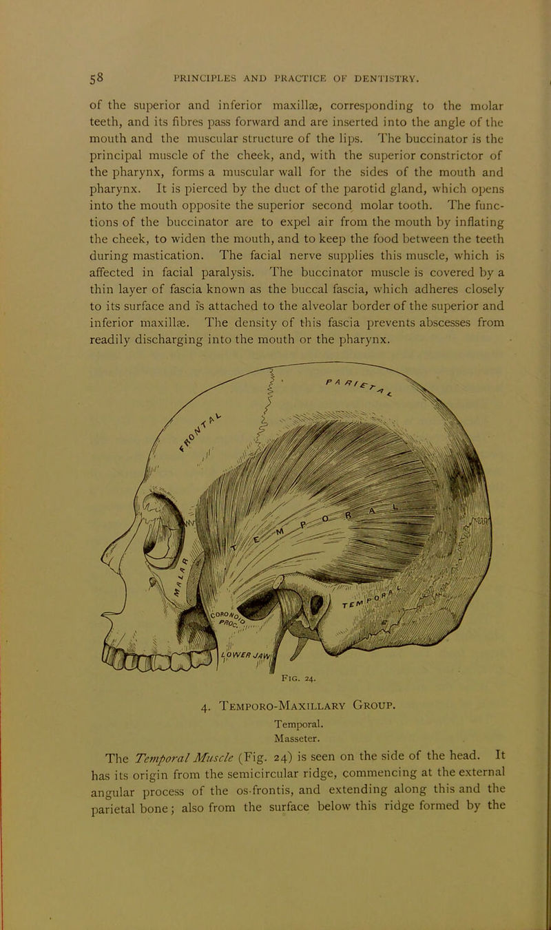 of the superior and inferior maxillae, corresponding to the molar teeth, and its fibres pass forward and are inserted into the angle of the mouth and the muscular structure of the lips. The buccinator is the principal muscle of the cheek, and, with the superior constrictor of the pharynx, forms a muscular wall for the sides of the mouth and pharynx. It is pierced by the duct of the parotid gland, which opens into the mouth opposite the superior second molar tooth. The func- tions of the buccinator are to expel air from the mouth by inflating the cheek, to widen the mouth, and to keep the food between the teeth during mastication. The facial nerve supplies this muscle, which is affected in facial paralysis. The buccinator muscle is covered by a thin layer of fascia known as the buccal fascia, which adheres closely to its surface and is attached to the alveolar border of the superior and inferior maxillae. The density of this fascia prevents abscesses from readily discharging into the mouth or the pharynx. Fig. 24. 4. Temporo-Maxillary Group. Temporal. Masseter. The Temporal Muscle (Fig. 24) is seen on the side of the head. It has its origin from the semicircular ridge, commencing at the external angular process of the os-frontis, and extending along this and the parietal bone; also from the surface below this ridge formed by the