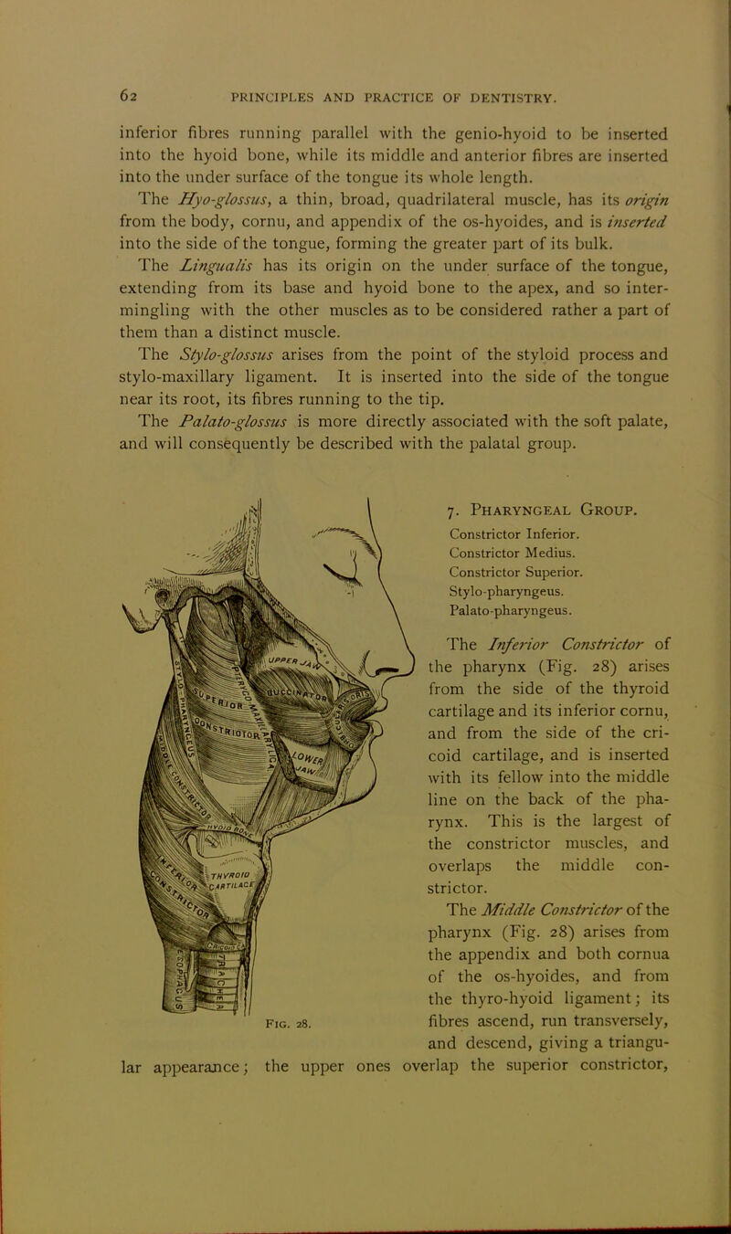 inferior fibres running parallel with the genio-hyoid to be inserted into the hyoid bone, while its middle and anterior fibres are inserted into the under surface of the tongue its whole length. The Hyo-glossus, a thin, broad, quadrilateral muscle, has its origin from the body, cornu, and appendix of the os-hyoides, and is inserted into the side of the tongue, forming the greater part of its bulk. The Lingnalis has its origin on the under surface of the tongue, extending from its base and hyoid bone to the apex, and so inter- mingling with the other muscles as to be considered rather a part of them than a distinct muscle. The Stylo-glossus arises from the point of the styloid process and stylo-maxillary ligament. It is inserted into the side of the tongue near its root, its fibres running to the tip. The Palato-glossus is more directly associated with the soft palate, and will consequently be described with the palatal group. 7. Pharyngeal Group. Constrictor Inferior. Constrictor Medius. Constrictor Superior. Stylo-pharyngeus. Pal ato -phary n geus. The Inferior Constrictor of the pharynx (Fig. 28) arises from the side of the thyroid cartilage and its inferior cornu, and from the side of the cri- coid cartilage, and is inserted with its fellow into the middle line on the back of the pha- rynx. This is the largest of the constrictor muscles, and overlaps the middle con- strictor. The Middle Constrictor of the pharynx (Fig. 28) arises from the appendix and both cornua of the os-hyoides, and from the thyro-hyoid ligament; its fibres ascend, run transversely, and descend, giving a triangu- lar appearance; the upper ones overlap the superior constrictor, Fig. 28.