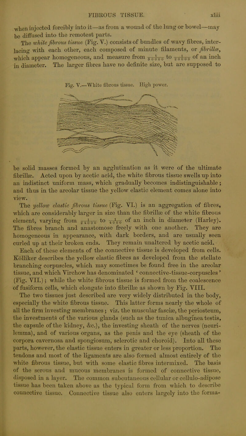 wlien injected forcibly into it—as from a wound of the lung or bowel—may be diffused into the remotest parts. The white fibrous tissue (Fig. V.) consists of bundles of wavy fibres, inter- lacing with each other, each composed of minute filaments, or fibrillce, which appear homogeneous, and measure from 3-^ to ^3- of an inch in diameter. The larger fibres have no definite size, but are supposed to Fig. V.—White fibrous tissue. High power. be solid masses formed by an agglutination as it were of the ultimate fibrillse. Acted upon by acetic acid, the white fibrous tissue swells up into an indistinct uniform mass, which gradually becomes indistinguishable ; and thus in the areolar tissue the yellow elastic element comes alone into view. The yellow elastic fibrous tissue (Fig. VI.) is an aggregation of fibres, which are considerably larger in size than the fibrillse of the white fibrous element, varying from to 40V0 an incil diameter (Harley). The fibres branch and anastomose freely with one another. They are homogeneous in appearance, with dark borders, and are usually seen curled up at their broken ends. They remain unaltered by acetic acid. Each of these elements of the connective tissue is developed from cells. Kolliker describes the yellow elastic fibres as developed from the stellate branching corpuscles, which may sometimes be found free in the areolar tissue, and which Virchow has denominated £ connective-tissue-corpuscles ’ (Fig. VII.); while the white fibrous tissue is formed from the coalescence of fusiform cells, which elongate into fibrillse as shown by Fig. VIII. The two tissues just described are very widely distributed in the body, especially the white fibrous tissue. This latter forms nearly the whole of all the firm investing membranes; viz. the muscular fascise, the periosteum, the investments of the various glands (such as the tunica albuginea testis, the capsule of the kidney, &c.), the investing sheath of the nerves (neuri- lemma), and of various organs, as the penis and the eye (sheath of the corpora cavernosa and spongiosum, sclerotic and choroid). Into all these parts, however, the elastic tissue enters in greater or less proportion. The tendons and most of the ligaments are also formed almost entirely of the white fibrous tissue, but with some elastic fibres intermixed. The basis of the serous and mucous membranes is formed of connective tissue, disposed in a layer. The common subcutaneous cellular or cellulo-adipose tissue has been taken above as the typical form from which to describe connective tissue. Connective tissue also enters largely into the forma-