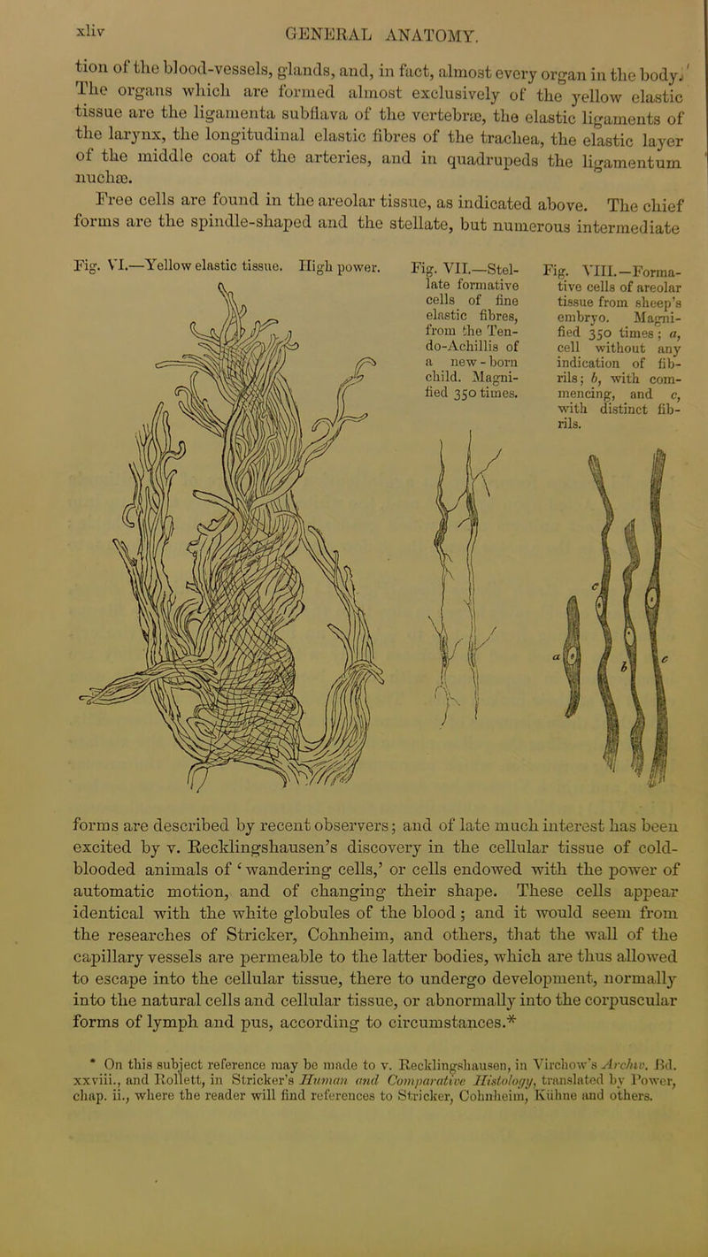 tion ot the blood-vessels, glands, and, in fact, almost every organ in the body.'' The organs which are formed almost exclusively of the yellow elastic tissue are the ligamenta subflava of the vertebra), the elastic ligaments of the larynx, the longitudinal elastic fibres of the trachea, the elastic layer of the middle coat of the arteries, and in quadrupeds the ligamentum nucha). Free cells are found in the areolar tissue, as indicated above. The chief forms are the spindle-shaped and the stellate, but numerous intermediate Fig. VI.—Yellow elastic tissue. High power. Fig. VII.—Stel- late formative cells of fine elastic fibres, from the Ten- do-Achillis of a new - horn child. Magni- fied 350 times. Fig. VIII.— Forma- tive cells of areolar tissue from sheep’s embryo. Magni- fied 350 times ; a, cell without any indication of fib- rils; b, with com- mencing, and c, with distinct fib- rils. forms are described by recent observers; and of late much interest has been excited by v. Recklingshausen’s discovery in the cellular tissue of cold- blooded animals of ‘ wandering cells,’ or cells endowed with the power of automatic motion, and of changing their shape. These cells appear identical with the white globules of the blood ; and it would seem from the researches of Strieker, Cohnheim, and others, that the wall of the capillary vessels are permeable to the latter bodies, which are thus allowed to escape into the cellular tissue, there to undergo development, normally into the natural cells and cellular tissue, or abnormally into the corpuscular forms of lymph and pus, according to circumstances.* * On this subject reference may be made to v. Recklingshausen, in Virchow’s Archtv. Bd. xxviii., and llollett, in Strieker’s Human and Comparative Histology, translated by Power, chap, ii., where the reader will find references to Strieker, Cohnheim, Kiihne and others.