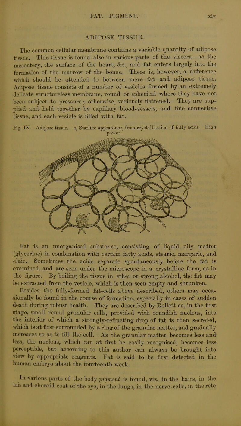 ADIPOSE TISSUE. The common cellular membrane contains a variable quantity of adipose tissue. This tissue is found also in various parts of the viscera—as the mesentery, the surface of the heart, &c., and fat enters largely into the formation of the marrow of the bones. There is, however, a difference which should be attended to between mere fat and adipose tissue. Adipose tissue consists of a number of vesicles formed by an extremely delicate structureless membrane, round or spherical where they have not been subject to pressure; otherwise, variously flattened. They are sup- plied and held together by capillary blood-vessels, and fine connective tissue, and each vesicle is filled with fat. Fig. IX.—A.clipose tissue, a, Starlike appearance, from crystallisation of fatty acids. High power. Eat is an unorganised substance, consisting of liquid oily matter (glycerine) in combination with certain fatty acids, stearic, margaric, and elaic. Sometimes the acids separate spontaneously before the fat is examined, and are seen under the microscope in a crystalline form, as in the figure. By boiling the tissue in ether or strong alcohol, the fat may be extracted from the vesicle, which is then seen empty and shrunken. Besides the fully-formed fat-cells above described, others may occa- sionally be found in the course of formation, especially in cases of sudden death during robust health. They are described by Rollett as, in the first stage, small round granular cells, provided with roundish nucleus, into the interior of which a strongly-refracting drop of fat is then secreted, which is at first surrounded by a ring of the granular matter, and gradually increases so as to fill the cell. As the granular matter becomes less and less, the nucleus, which can at first be easily recognised, becomes less perceptible, but according to this author can always be brought into view by appropriate reagents. Fat is said to be first detected in the human embryo about the fourteenth week. In various parts of the body pigment is found, viz. in the hairs, in the iris and choroid coat of the eye, in the lungs, in the nerve-cells, in the rete