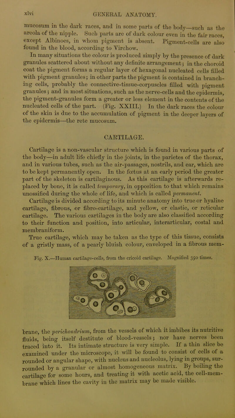 mucosum in the dark races, and in some parts of the body such as the areola of the nipple. Such parts are of dark colour even in the fair races except Albinoes, in whom pigment is absent. Pigment-cells are also found in the blood, according to Virchow. In many situations the colour is produced simply by the presence of dark granules scattered about without any definite arrangement; in the choroid coat the pigment forms a regular layer of hexagonal nucleated cells filled with pigment granules; in other parts the pigment is contained in branch- ing cells, probably the connective-tissue-corpuscles filled with pigment granules; and in most situations, such as the nerve-cells and the epidermis, the pigment-granules form a greater or less element in the contents of the nucleated cells of the part. (Fig. XXIII.) In the dark races the colour of the skin is due to the accumulation of pigment in the deeper layers of the epidermis—the rete mucosum. CARTILAGE. Cartilage is a non-vascular structure which is found in various parts of the body—in adult life chiefly in the joints, in the parietes of the thorax, and in various tubes, such as the air-passages, nostrils, and ear, which are to be kept permanently open. In the foetus at an early period the greater part of the skeleton is cartilaginous. As this cartilage is afterwards re- placed by bone, it is called temporary, in opposition to that which remains unossified during the whole of life, and which is called permanent. Cartilage is divided according to its minute anatomy into true or hyaline cartilage, fibrous, or fibro-cartilage, and yellow, or elastic, or reticular cartilage. The various cartilages in the body are also classified according to their function and position, into articular, interarticular, costal and membraniform. True cartilage, which may be taken as the type of this tissue, consists of a gristly mass, of a pearly bluish colour, enveloped in a fibrous mem- Fig. X.—Human cartilage-cells, from the cricoid cartilage. Magnified 350 times. brane, the perichondrium, from the vessels of which it imbibes its nutritive fluids, being itself destitute of blood-vessels; nor have nerves been traced into it. Its intimate structure is very simple. If a thin slice be examined under the microscope, it will be found to consist of cells of a rounded or angular shape, with nucleus and nucleolus, lying in groups, sur- rounded by a granular or almost homogeneous matrix. By boiling the cartilage for some hours, and treating it with acetic acid, the cell-mem- brane which lines the cavity in the matrix may be made visible.