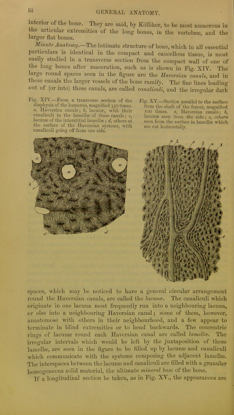 interior of the hone. They are said, by Kolliker, to be most numerous in e articular extremities of the long hones, in the vertebra;, and the larger flat bones. Minute Anatomy .—The intimate structure of bone, which in all essential particulais is identical in the compact and cancellous tissue, is most easily studied in a transverse section from the compact wall of one of the long bones after maceration, such as is shown in Fig. XIY. The large lound spaces seen in the figure are the Haversian canals, and in these canals the larger vessels of the bone ramify. The fine lines leading out of (or into) these canals, are called canaliculi, and the irregular dark Fiy. XtV.—Froin a transverse section of the Fig. XV.—Section parallel to the surface diapliysis of the humerus, magnified 350 times. from the shaft of the femur, magnified (t, llfueisian canals; b, lacunae, with their 100 times, a, Haversian canals; b, canaliculi in the lamellae of these canals; c, lacunae seen from the side; c, others lacunae of the interstitial lamellfe ; cl, others at seen from the surface in lamellae which the surface of the Haversian systems, with are cut horizontally, canaliculi going off from one side. spaces, which may be noticed to have a general circular arrangement round the Haversian canals, are called the lacuna;. The canaliculi which originate in one lacuna most frequently run into a neighbouring lacuna, or else into a neighbouring Haversian canal; some of them, however, anastomose with others in their neighbourhood, and a few appear to terminate in blind extremities or to bend backwards. The concentric rings of lacunae round each Haversian canal are called lamella•. The irregular intervals which would be left by the juxtaposition of these lamellsc, are seen in the figure to be filled up by lacuna) and canaliculi which communicate with the systems composing the adjacent lamella). The interspaces between the lacunae and canaliculi are filled with a granular homogeneous solid material, the ultimate mineral base of the bone. If a longitudinal section be taken, as in Fig. XV., the appearances are