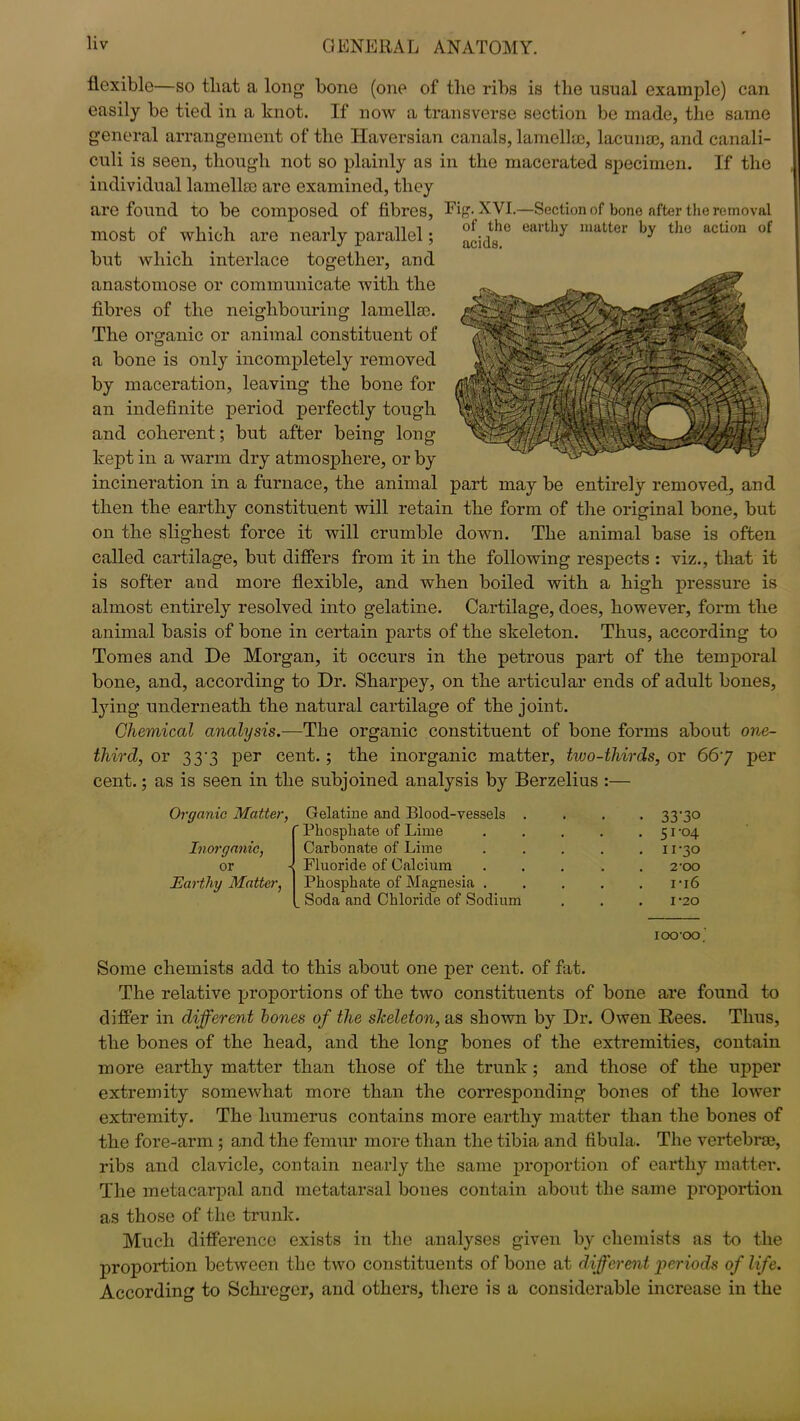 flexible—so that a long bone (one of the ribs is the usual example) can easily be tied in a knot. If now a transverse section be made, the same general arrangement of the Haversian canals, lamella}, lacunae, and canali- culi is seen, though not so plainly as in the macerated specimen. If the individual lamellae are examined, they are found to be composed of fibres, Fig. XVI.—Section of bone after the removal most of which are nearly parallel; ^ matter by tho oction f but which interlace together, and anastomose or communicate with the fibres of the neighbouring lamellae. The organic or animal constituent of a bone is only incompletely removed by maceration, leaving the bone for an indefinite period perfectly tough and coherent; but after being long kept in a warm dry atmosphere, or by incineration in a furnace, the animal part may be entirely removed, and then the earthy constituent will retain the form of the original bone, but on the slighest force it will crumble down. The animal base is often called cartilage, but differs from it in the following respects : viz., that it is softer and more flexible, and when boiled with a high pressure is almost entirely resolved into gelatine. Cartilage, does, however, form the animal basis of bone in certain parts of the skeleton. Thus, according to Tomes and De Morgan, it occurs in the petrous part of the temporal bone, and, according to Hr. Sharpey, on the articular ends of adult bones, lying underneath the natural cartilage of the joint. Chemical analysis.—The organic constituent of bone forms about one- third, or 33'3 per cent.; the inorganic matter, two-thirds, or 667 per cent.; as is seen in the subjoined analysis by Berzelius :— Organic Matter, Inorganic, or Earthy Matter, Gelatine and Blood-vessels . Phosphate of Lime Carbonate of Lime Fluoride of Calcium Phosphate of Magnesia . Soda and Chloride of Sodium 33-30 51-04 11-30 2-00 1-16 1-20 100-00,' Some chemists add to this about one per cent, of fat. The relative proportions of the two constituents of bone are found to differ in different bones of the skeleton, as shown by Hr. Owen Rees. Thus, the bones of the head, and the long bones of the extremities, contain more earthy matter than those of the trunk; and those of the upper extremity somewhat more than the corresponding bones of the lower extremity. The humerus contains more earthy matter than the bones of the fore-arm ; and the femur more than the tibia and fibula. The vertebrae, ribs and clavicle, contain nearly the same proportion of earthy matter. The metacarpal and metatarsal bones contain about the same proportion as those of the trunk. Much difference exists in the analyses given by chemists as to the proportion between the two constituents of bone at different periods of life. According to Schreger, and others, there is a considerable increase in the