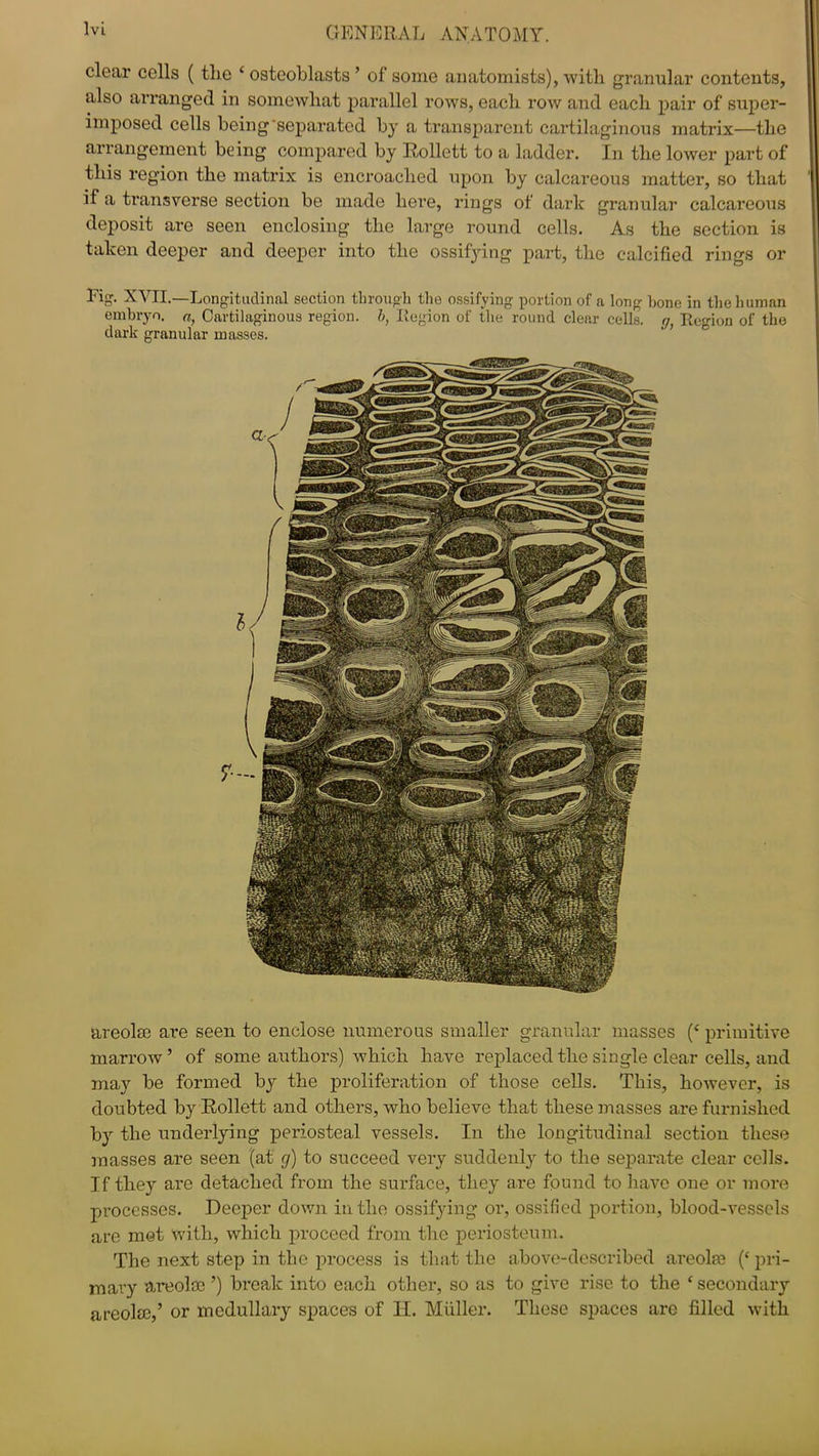 clear cells ( tlie ‘osteoblasts’ of some anatomists), with granular contents, also arranged in somewhat parallel rows, each row and each pair of super- imposed cells being separated by a transparent cartilaginous matrix—the arrangement being compared by llollctt to a ladder. In the lower part of this region the matrix is encroached upon by calcareous matter, so that if a transverse section be made here, rings of dark granular calcareous deposit are seen enclosing the large round cells. As the section is taken deeper and deeper into the ossifying part, the calcified rings or Fig. XVII.—Longitudinal section through the ossifying portion of a long hone in the human embryo, a, Cartilaginous region, b, Region of the round clear cells. yf Region of the dark granular masses. areola? are seen to enclose numerous smaller granular masses (‘ primitive marrow’ of some authors) which have replaced the single clear cells, and may be formed by the proliferation of those cells. This, however, is doubted byRollett and others, who believe that these masses are furnished by the underlying periosteal vessels. In the longitudinal section these masses are seen (at rj) to succeed very suddenly to the separate clear cells. If they are detached from the surface, they are found to have one or more processes. Deeper down in the ossifying or, ossified portion, blood-vessels are met with, which proceed from the periosteum. The next step in the process is that the above-described areola? (‘ pri- mary areola? ’) break into each other, so as to give rise to the f secondary areola?,’ or medullary spaces of II. Muller. These spaces are filled with