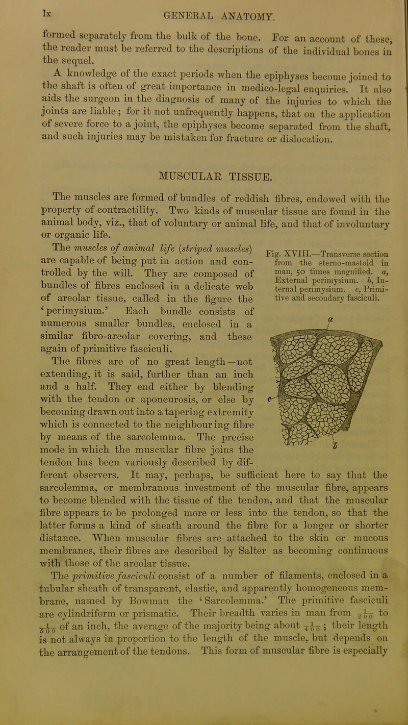 formed separately from the bulk of the bone. For an account of these, the reader must be referred to the descriptions of the individual bones in the sequel. A. knowledge of the exact periods when the epiphyses become joined to the shaft is often ot gieat importance in medico-legal enquiries. It also ' aids the surgeon in the diagnosis of many of the injuries to which, the joints are liable; for it not unfrequently happens, that on the application of severe force to a joint, the epiphyses become separated from the shaft, and such injuries may be mistaken for fracture or dislocation. MUSCULAR TISSUE. The muscles are formed of bundles of reddish fibres, endowed with the property of contractility. Two kinds of muscular tissue are found in the animal body, viz., that of voluntary or animal life, and that of involuntary or organic life. The muscles of animal life {striped muscles) are capable of being put in action and con- trolled by the will. They are composed of bundles of fibres enclosed in a delicate web of areolar tissue, called in the figure the £ perimysium.’ Each bundle consists of numerous smaller bundles, enclosed in a similar fibro-areolar covering, and these again of primitive fasciculi. The fibres are of no great length—not extending, it is said, further than an inch and a half. They end either by blending with the tendon or aponeurosis, or else by becoming drawn out into a tapering extremity which is connected to the neighbouring fibre by means of the sarcolemma. The precise mode in which the muscular fibre joins the tendon has been variously described by dif- ferent observers. It may, perhaps, be sufficient here to say that the sarcolemma, or membranous investment of the muscular fibre, appears to become blended with the tissue of the tendon, and that the muscular fibre appears to be prolonged more or less into the tendon, so that the latter forms a kind of sheath around the fibre for a longer or shorter distance. When muscular fibres are attached to the skin or mucous membranes, their fibres are described by Salter as becoming continuous with those of the areolar tissue. The primitive fasciculi consist of a number of filaments, enclosed in a tubular sheath of transparent, elastic, and apparently homogeneous mem- brane, named by Bowman the ‘ Sarcolemma.’ The primitive fasciculi are cylindriform or prismatic. Their breadth varies in man from tt-^ to of an inch, the average of the majority being about \ their length is not always in proportion to the length of the muscle, but depends on the arrangement of the tendons. This form of muscular fibre is especially Fig. XVIII.—Transverse section from the sterno-mastoid in man, 50 times magnified, a, External perimysium, b, In- ternal perimysium, c, Primi- tive and secondary fasciculi. a