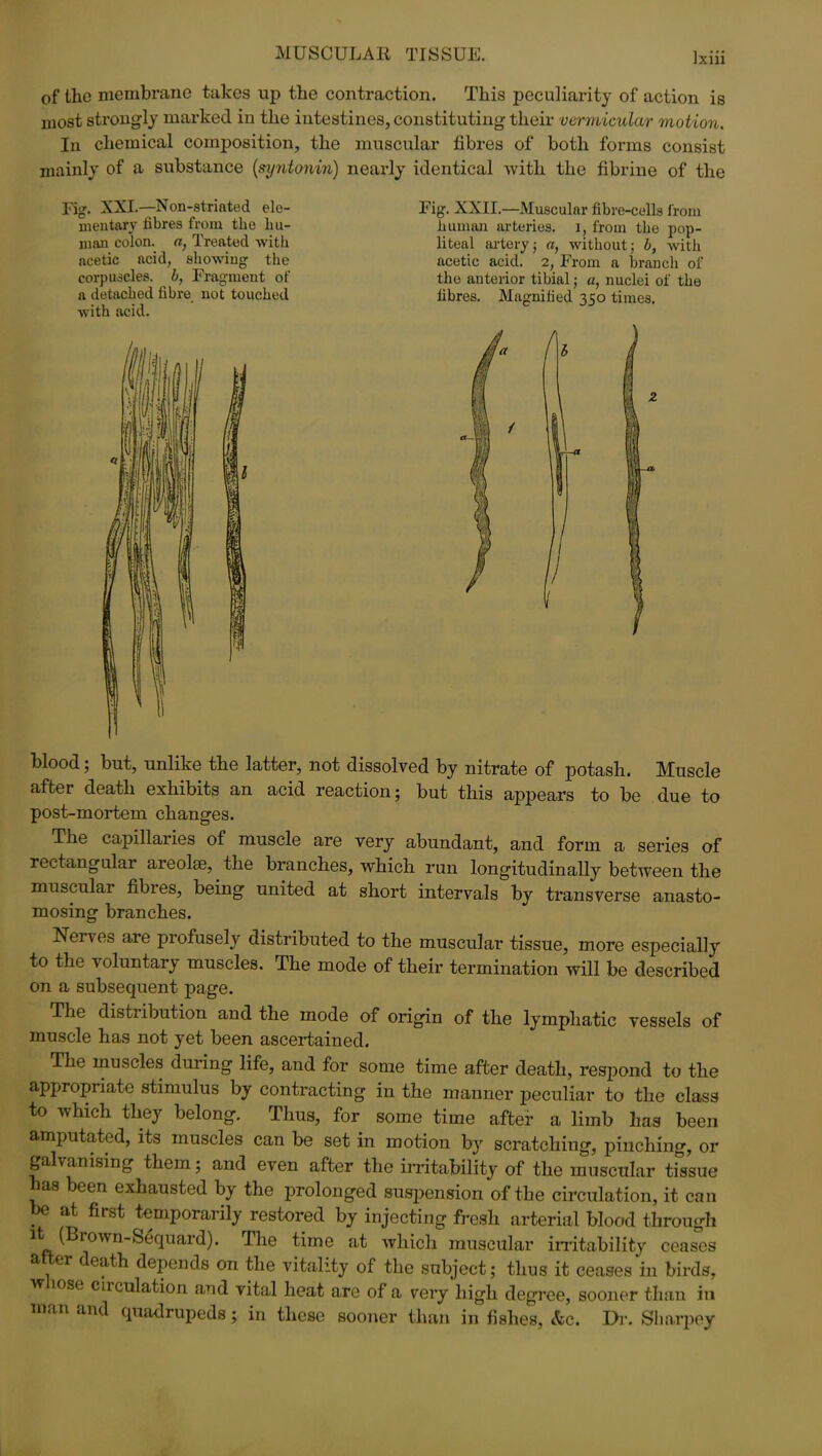 of ilic membrane takes up the contraction. This peculiarity of action is most strongly marked in the intestines, constituting their vermicular motion. In chemical composition, the muscular fibres of both forms consist mainly of a substance (syntonm) nearly identical with the fibrine of the blood; but, unlike the latter, not dissolved by nitrate of potash. Muscle after death exhibits an acid reaction; but this appears to be due to post-mortem changes. The capillaries of muscle are very abundant, and form a series of rectangular areolae, the branches, which run longitudinally between the muscular fibies, being united at short intervals by transverse anasto- mosing branches. Nerves are profusely distributed to the muscular tissue, more especially to the voluntary muscles. The mode of their termination will be described on a subsequent page. The distribution and the mode of origin of the lymphatic vessels of muscle has not yet been ascertained. The muscles during life, and for some time after death, respond to the appropriate stimulus by contracting in the manner peculiar to the class to which they belong. Thus, for some time after a limb has been amputated, its muscles can be set in motion by scratching, pinching, or galvanising them; and even after the irritability of the muscular tissue has been exhausted by the prolonged suspension of the circulation, it can be at first temporarily restored by injecting fresh arterial blood through 1 (Brown—;Sequard). The time at which muscular irritability ceases a.er etlth depends on the vitality of the subject; thus it ceases in birds, w lose ciiculation and vital heat are of a very high degree, sooner than in man and quadrupeds; in these sooner than in fishes, &c. Dr. Sharpey Fig. XXI.—Non-striated ele- mentary fibres from the hu- man colon, a, Treated with acetic acid, showing the corpuscles, b, Fragment of a detached fibre not touched with acid. Fig. XXII.—Muscular fibre-cells from human arteries, i, from the pop- liteal artery; a, without; b, with acetic acid. 2, From a branch of the anterior tibial; a, nuclei of the fibres. Magnified 350 times. acetic acid.