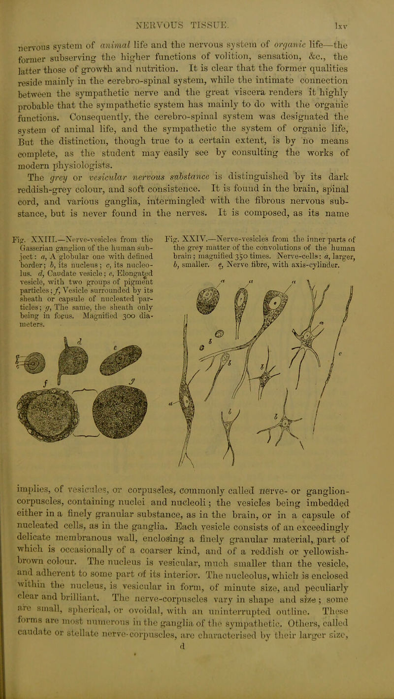 oOxR nervous system of animal life and the nervous system of organic life—the former subserving the higher functions of volition, sensation, &c., the latter those of growth and nutrition. It is clear that the former qualities reside mainly in the eerebro-spinal system, while the intimate connection between the sympathetic nerve and the great viscera renders it highly probable that the sympathetic system has mainly to do with the organic functions. Consequently, the eerebro-spinal system was designated the system of animal life, and the sympathetic the system of organic life, But the distinction, though true to a certain extent, is by no means complete, as the student may easily see by consulting the works of modern physiologists. The grey or vesicular nervous substance is distinguished by its dark reddish-grey colour, and soft consistence. It is found in the brain, spinal cord, and various ganglia, intermingled' with the fibrous nervous sub- stance, but is never found in the nerves. It is composed, as its name Fig. XXIII.—Nerve-vesicles from the Gasserian ganglion of the human sub- ject : a, A globular one with defined border; b, its nucleus; c, its nucleo- lus. cl, Caudate vesicle ; e, Elongated vesicle, with two groups of pigment particles; f, Vesicle surrounded by its sheath or capsule of nucleated par- ticles; r/, The same, the sheath only being iu focus. Magnified 300 dia- meters. Fig. XXIV.—Nerve-vesicles from the inner parts of the grey matter of the convolutions of the human brain ; magnified 350 times. Nerve-cells: a, larger, b, smaller, e, Nerve fibre, with axis-cylinder. implies, of vesicules, or corpuscles* commonly called nerve- or ganglion- corpuscles, containing nuclei and nucleoli; the vesicles being imbedded either in a finely granular substance, as in the brain, or in a capsule of nucleated cells, as in the ganglia. Each vesicle consists of an exceedingly delicate membranous Avail, enclosing a finely granular material, part of which is occasionally of a coarser kind, and of a reddish or yellowish- brown colour. The nucleus is vesicular, much smaller than the vesicle, and adherent to some part of its interior. The nucleolus, which is enclosed within the nucleus, is vesicular in form, of minute size, and peculiarly clear and brilliant. The nerve-corpuscles vary in shape and size ; some me small, spherical, or ovoidal, with an uninterrupted outline. These hums are most numerous in the ganglia of the sympathetic. Others, called caudate or stellate nerve-corpuscles, are characterised by their larger size, d