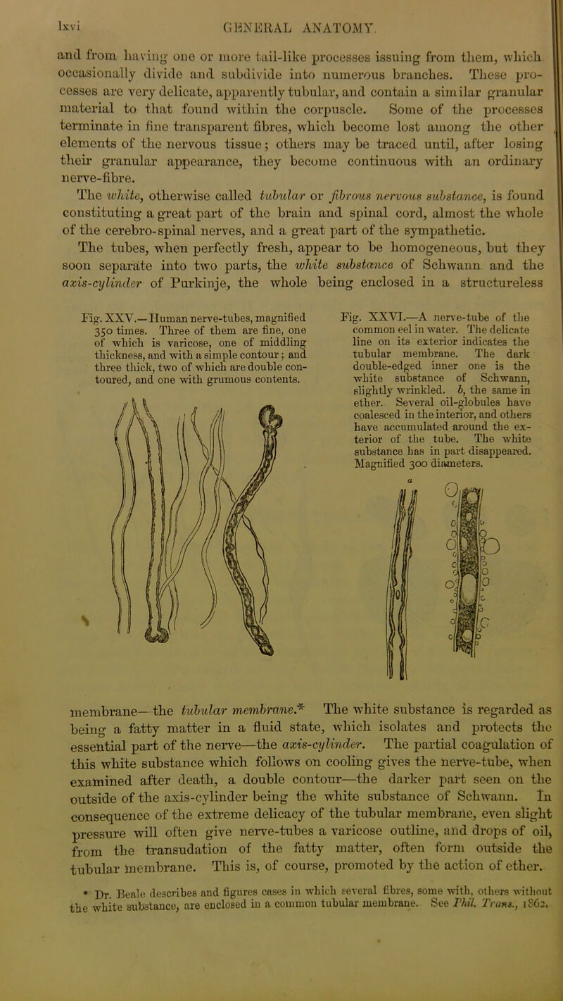 and from having- one or more tail-like processes issuing from them, which occasionally divide and subdivide into numerous branches. These pro- cesses are very delicate, apparently tubular, and contain a similar granular material to that found within the corpuscle. Some of the processes terminate in fine transparent fibres, which become lost among the other | elements of the nervous tissue; others may be traced until, after losing their granular appearance, they become continuous with an ordinary nerve-fibre. The white, otherwise called tubular or fibrous nervous substance, is found constituting a great part of the brain and spinal cord, almost the whole of the cerebro- spinal nerves, and a great part of the sympathetic. The tubes, when perfectly fresh, appear to be homogeneous, but they soon separate into two parts, the white substance of Schwann and the axis-cylinder of Purkinje, the whole being enclosed in a structureless Fig. XXV.—Human nerve-tubes, magnified 350 times. Three of them are fine, one of which is varicose, one of middling thickness, and with a simple contour; and three thick, two of which are double con- toured, and one with grumous contents. Fig. XXVI.—A nerve-tube of the common eel in water. The delicate line on its exterior indicates the tubular membrane. The dark double-edged inner one is the white substance of Schwann, slightly wrinkled, b, the same in ether. Several oil-globules have coalesced in the interior, and others have accumulated around the ex- terior of the tube. The white substance has in part disappeared. Magnified 300 diameters. a membrane— the tubular membrane* The white substance is regarded as being a fatty matter in a fluid state, which isolates and protects the essential part of the nerve—the axis-cylinder. The partial coagulation of this white substance which follows on cooling gives the nerve-tube, when examined after death, a double contour—the darker part seen on the outside of the axis-cylinder being the white substance of Schwann. In consequence of the extreme delicacy of the tubular membrane, even slight pressure will often give nerve-tubes a varicose outline, and drops of oil, from the transudation of the fatty matter, often form outside the tubular membrane. This is, of course, promoted by the action of ether. * Dr. Beale describes and figures cases in which several fibres, some with, others without the white substance, are enclosed in a common tubular membraue. See Phil. Trans., 1S62.