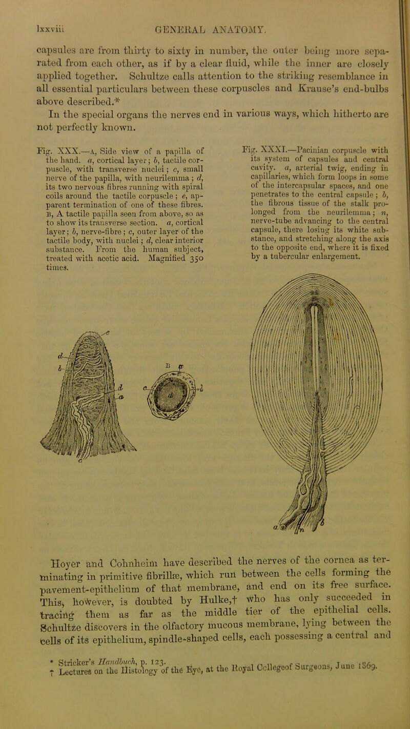 capsules are from thirty to sixty in number, the outer being more sepa- rated from each other, as if by a clear lluid, while the inner are closely applied together. Schultze calls attention to the striking resemblance in all essential particulars between these corpuscles and Krause’s end-bulbs above described.* In the special organs the nerves end in various ways, which hitherto are not perfectly known. Fig. XXX.—A, Side view of a papilla of the hand, a, cortical layer; b, tactile cor- puscle, with transverse nuclei; c, small nerve of the papilla, with neurilemma ; cl, its two nervous fibres running with spiral coils around the tactile corpuscle ; e, ap- parent termination of one of these fibres, n, A tactile papilla seen from above, so as to show its transverse section, a, cortical layer; b, nerve-fibre; c, outer layer of the tactile body, with nuclei; d, clear interior substance. From the human subject, treated with acetic acid. Magnified 350 times. Fig. XXXT.—Pacinian corpuscle with its system of capsules and central cavity, a, arterial twig, ending in capillaries, which form loops in some of the intercapsular spaces, and one penetrates to the central capsule ; b, the fibrous tissue of the stalk pro- longed from the neurilemma; n, nerve-tube advancing to tbe central capsule, there losiug its white sub- stance, and stretching along the axis to the opposite end, where it is fixed by a tubercular enlargement. Hoyer and Cohnheim have described the nerves of the cornea as tei- ininating in primitive fibrillse, which run between the cells foiming the pavement-epithelium of that membrane, and end on its fnt smface. This, however, is doubted by Hulke,t vVho has only succeeded in tracing them as far as the middle tier of the epithelial cells. Schultze discovers in the olfactory mucous membrane, lying between the tells of its epithelium, spindle-shaped cells, each possessing a cential and t Lectoe/onthe'Ristokgyof the Eye, at the Royal Ccllegcof Surgeons, June R69.