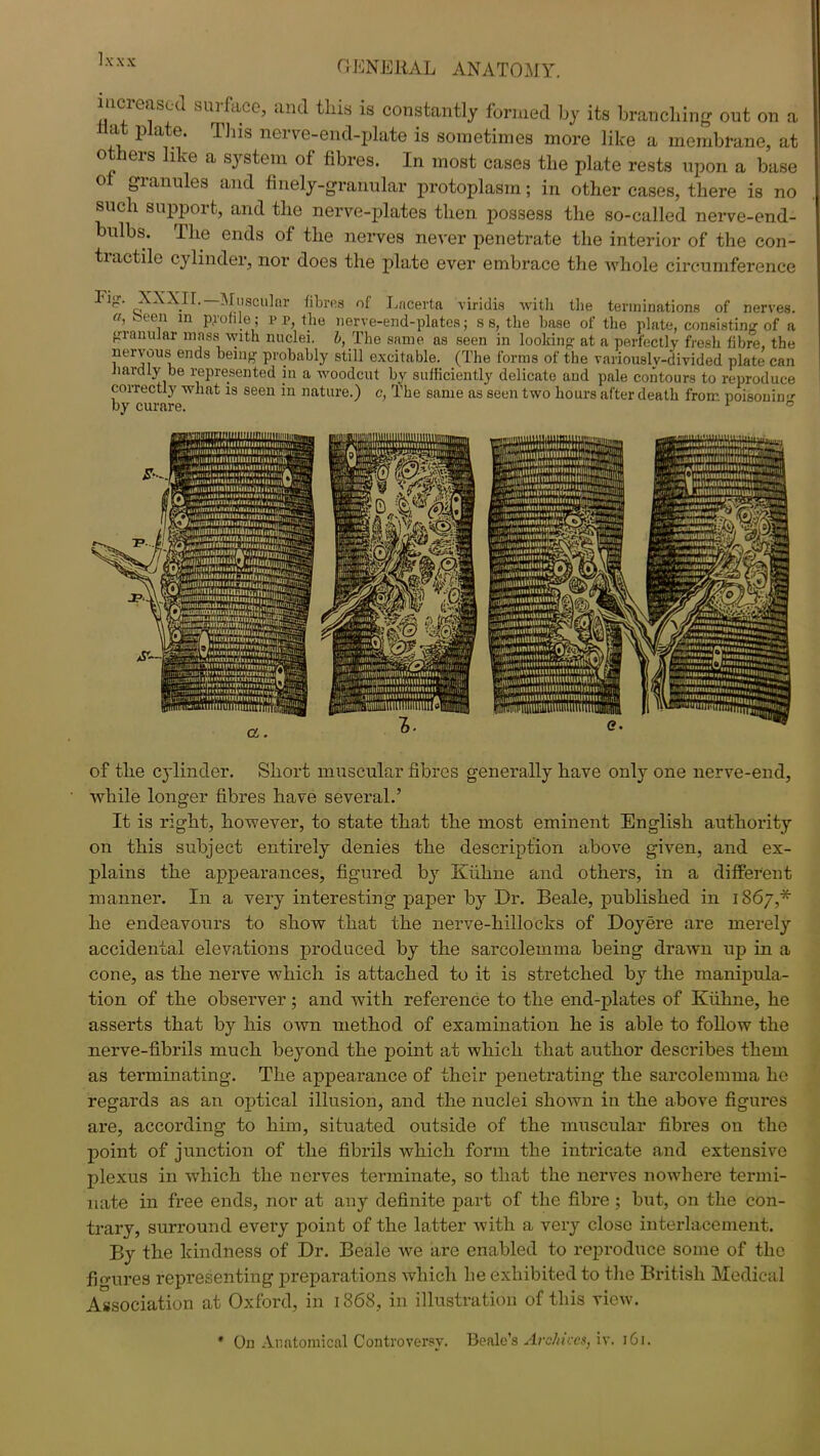 increased surface, and this is constantly formed by its branching out on a a p ate. This nei v e-end-plate is sometimes more like a membrane, at 0 ieis like a system of fibres. In most cases the plate rests upon a base 01 granules and fmely-granular protoplasm; in other cases, there is no such support, and the nerve-plates then possess the so-called nerve-end- bulbs. The ends of the nerves never penetrate the interior of the con- tractile cylinder, nor does the plate ever embrace the whole circumference Fig. XXXII.— Muscular fibres of Lncerta viridis with the terminations of nerves. °' been in profile; r P, the nerve-end-plates; s 8, the base of the plate, consisting of a granular mass with nuclei, b, The same as seen in looking at a perfectly fresh fibre, the nervous ends being probably still excitable. (The forms of the variously-divided plate can hardly be represented in a woodcut by sufficiently delicate and pale contours to reproduce correctly what is seen in nature.) c, The same as seen two hours after death from poisonin'1- by curare. '1 ° of the cylinder. Short muscular fibres generally have only one nerve-end, while longer fibres have several.’ It is right, however, to state that the most eminent English authority on this subject entirely denies the description above given, and ex- plains the appearances, figured by Kiihne and others, in a different manner. In a very interesting paper by Dr. Beale, published in 1867,* he endeavours to show that the nerve-hillocks of Doyere are merely accidental elevations produced by the sarcolemma being drawn up in a cone, as the nerve which is attached to it is stretched by the manipula- tion of the observer; and with reference to the end-plates of Kiihne, he asserts that by his own method of examination he is able to follow the nerve-fibrils much beyond the point at which that author describes them as terminating. The appearance of their penetrating the sarcolemma he regards as an optical illusion, and the nuclei shown in the above figures are, according to him, situated outside of the muscular fibres on the point of junction of the fibrils which form the intricate and extensive plexus in which the nerves terminate, so that the nerves nowhere termi- nate in free ends, nor at any definite part of the fibre ; but, on the con- trary, surround every point of the latter with a very close interlacement. By the kindness of Dr. Beale we are enabled to reproduce some of the fio-ures representing preparations which he exhibited to the British Medical Association at Oxford, in 1868, in illustration of this view. * On Anatomical Controversy. Beale’s Archives, iy. 161.
