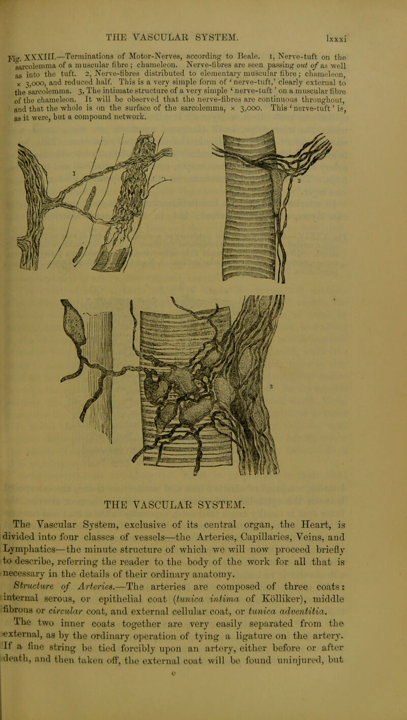 Fi. XXXIII.—Terminations of Motor-Nerves, according1 to Beale, i, Nervo-tuft on the sarcolemma of a muscular fibre ; chameleon. Nerve-fibres are seen passing out of as well as into the tuft. 2, Nerve-fibres distributed to elementary muscular fibre; chameleon, x 3,000, and reduced half. This is a very simple form of1 nerve-tuft,’ clearly external to the sarcolemma. 3, The intimate structure of a very simple 1 nerve-tuft ’ on a muscular fibre of the chameleon. It will be observed that the nerve-fibres are continuous throughout, and that the whole is on the surface of the sarcolemma, x 3,000. This ‘ nerve-tuft ’ is, as it were, but a compound network. THE VASCULAR SYSTEM. The Vascular System, exclusive of its central organ, the Heart, is divided into four classes of vessels—the Arteries, Capillaries, Veins, and Lymphatics—the minute structure of which we will now proceed briefly to describe, referring the reader to the body of the work for all that is necessary in the details of their ordinary anatomy. Structure of Arteries.—The arteries are composed of three coats: internal serous, or epithelial coat (tunica intima of Kolliker), middle fibrous or circular coat, and external cellular coat, or tunica adventitia. The two inner coats together are very easily separated from the external, as by the ordinary operation of tying a ligature on the artery. If a fine string be tied forcibly upon an artery, either before or after death, and then taken off, the external coat will be found uninjured, but e