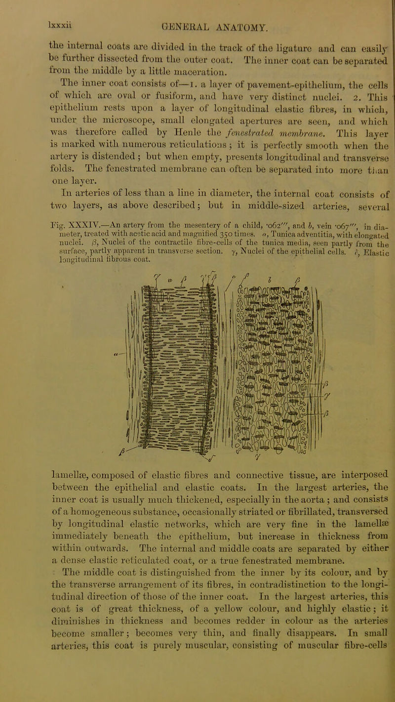 tlie internal coats are divided in the track of the ligature and can easily be further dissected from the outer coat. The inner coat can be separated from the middle by a little maceration. The inner coat consists of—i. a layer of pavement-epithelium, the cells ol which are oval or fusiform, and have very distinct nuclei. 2. This epithelium rests upon a layer of longitudinal elastic fibres, in which, under the microscope, small elongated apertures are seen, and which was therefore called by Henle the fenestrated membrane. This layer is marked with numerous reticulations ; it is perfectly smooth when the artery is distended ; but when empty, presents longitudinal and transverse folds. The fenestrated membrane can often be separated into more than one layer. I11 arteries of less than a line in diameter, the internal coat consists of two layers, as above described; but in middle-sized arteries, several Pig;. XXXIY.—An artery from the mesentery of a child, •062and b, vein -067', in dia- meter, treated with acetic acid and magnified 350 times, a, Tunica adventitia, with elongated nuclei. [3, Nuclei of the contractile fibre-cells of the tunica media, seen partly from the surface, partly apparent in transverse section, y, Nuclei of the epithelial cells, c Elastic longitudinal fibrous coat. lamelke, composed of elastic fibres and connective tissue, are interposed between the epithelial and elastic coats. In the largest arteries, the inner coat is usually much thickened, especially in the aorta; and consists of a homogeneous substance, occasionally striated or fibrillated, transversed by longitudinal elastic networks, which are very fine in the lamellae immediately beneath the epithelium, but increase in thickness from within outwards. The internal and middle coats are separated by either a dense elastic reticulated coat, or a true fenestrated membrane. The middle coat is distinguished from the inner b}^ its colour, and by the transverse arrangement of its fibres, in contradistinction to the longi- tudinal direction of those of the inner coat. In the largest arteries, this coat is of great thickness, of a yellow colour, and highly elastic ; it diminishes in thickness and becomes redder in colour as the arteries become smaller; becomes very thin, and finally disappears. In small arteries, this coat is purely muscular, consisting of muscular fibre-cells