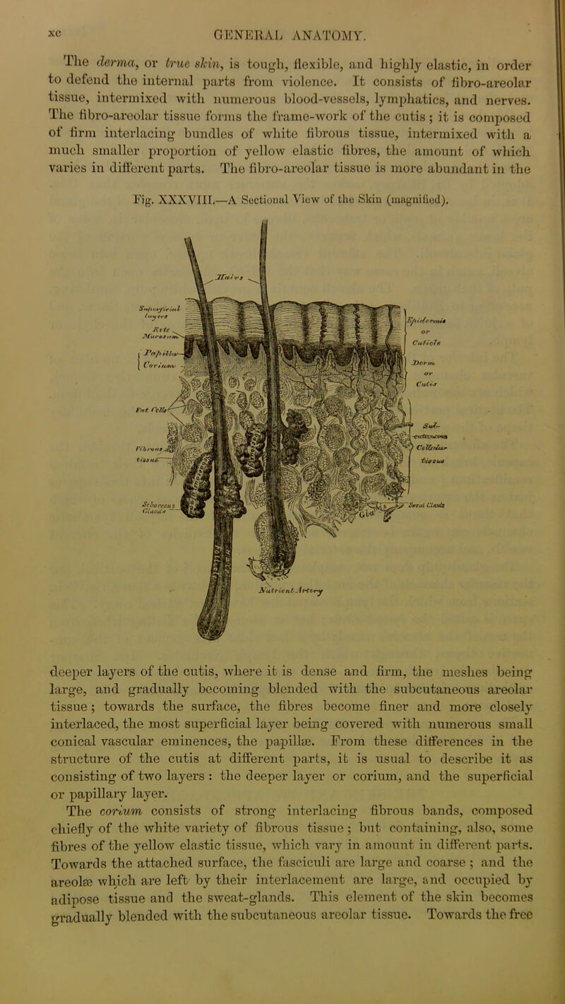 The derma, or true slcin, is tough, flexible, and highly elastic, in order to defend the internal parts from violence. It consists of fibro-areolar tissue, intermixed with numerous blood-vessels, lymphatics, and nerves. The fibro-areolar tissue forms the frame-work of the cutis ; it is composed of firm interlacing bundles of white fibrous tissue, intermixed with a much smaller proportion of yellow elastic fibres, the amount of which varies in different parts. The fibro-areolar tissue is more abundant in the Fig. XXXVIII.—A Sectional View of the Skin (magnified). Efi it/r TvtuS i or Cuticle SweuL Clands Nutrient Art&ry deeper layers of the cutis, where it is dense and firm, the meshes being large, and gradually becoming blended with the subcutaneous areolar tissue; towards the surface, the fibres become finer and more closely interlaced, the most superficial layer being covered with numerous small conical vascular eminences, the papilla;. From these differences in the structure of the cutis at different parts, it is usual to describe it as consisting of two layers : the deeper layer or corium, and the superficial or papillary layer. The corium consists of strong interlacing fibrous bands, composed chiefly of the white variety of fibrous tissue ; but containing, also, some fibres of the yellow elastic tissue, which vary in amount in different parts. Towards the attached surface, the fasciculi are large and coarse ; and the areolse which are left by their interlacement are large, and occupied by adipose tissue and the sweat-glands. This element of the skin becomes gradually blended with the subcutaneous areolar tissue. Towards the free