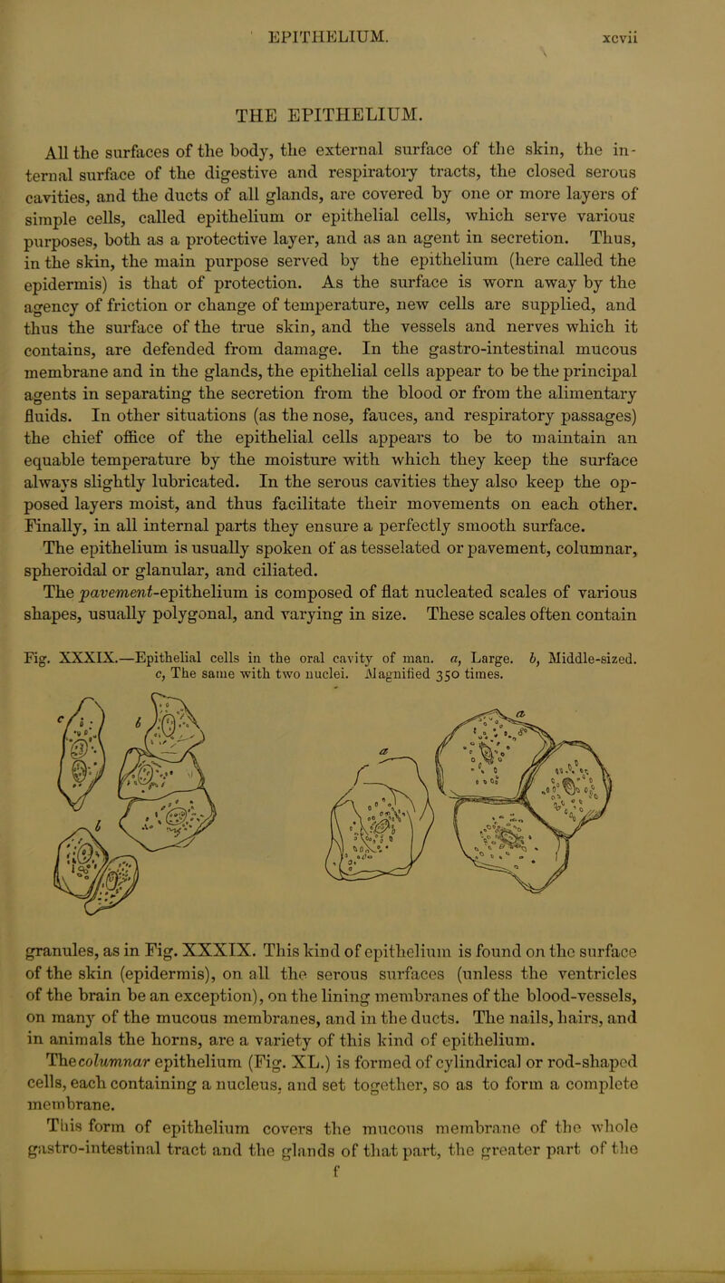 THE EPITHELIUM. All the surfaces of the body, the external surface of the skin, the in- ternal surface of the digestive and respiratory tracts, the closed serous cavities, and the ducts of all glands, are covered by one or more layers of simple cells, called epithelium or epithelial cells, which serve various purposes, both as a protective layer, and as an agent in secretion. Thus, in the skin, the main purpose served by the epithelium (here called the epidermis) is that of protection. As the surface is worn away by the agency of friction or change of temperature, new cells are supplied, and thus the surface of the true skin, and the vessels and nerves which it contains, are defended from damage. In the gastro-intestinal mucous membrane and in the glands, the epithelial cells appear to be the principal agents in separating the secretion from the blood or from the alimentary fluids. In other situations (as the nose, fauces, and respiratory passages) the chief office of the epithelial cells appears to be to maintain an equable temperature by the moisture with which they keep the surface always slightly lubricated. In the serous cavities they also keep the op- posed layers moist, and thus facilitate their movements on each other. Finally, in all internal parts they ensure a perfectly smooth surface. The epithelium is usually spoken of as tesselated or pavement, columnar, spheroidal or glanular, and ciliated. The pavement-epithelium is composed of flat nucleated scales of various shapes, usually polygonal, and varying in size. These scales often contain Fig. XXXIX.—Epithelial cells iu the oral cavity of man. a, Large, b, Middle-sized. c, The same with two nuclei. Magnified 350 times. granules, as in Fig. XXXIX. This kind of epithelium is found on the surface of the skin (epidermis), on all the serous surfaces (unless the ventricles of the brain be an exception), on the lining membranes of the blood-vessels, on many of the mucous membranes, and in the ducts. The nails, hairs, and in animals the horns, are a variety of this kind of epithelium. Thqcolumnar epithelium (Fig. XL.) is formed of cylindrical or rod-shaped cells, each containing a nucleus, and set together, so as to form a complete membrane. This form of epithelium covers the mucous membrane of the whole gastro-intestinal tract and the glands of that part, the greater part of the f