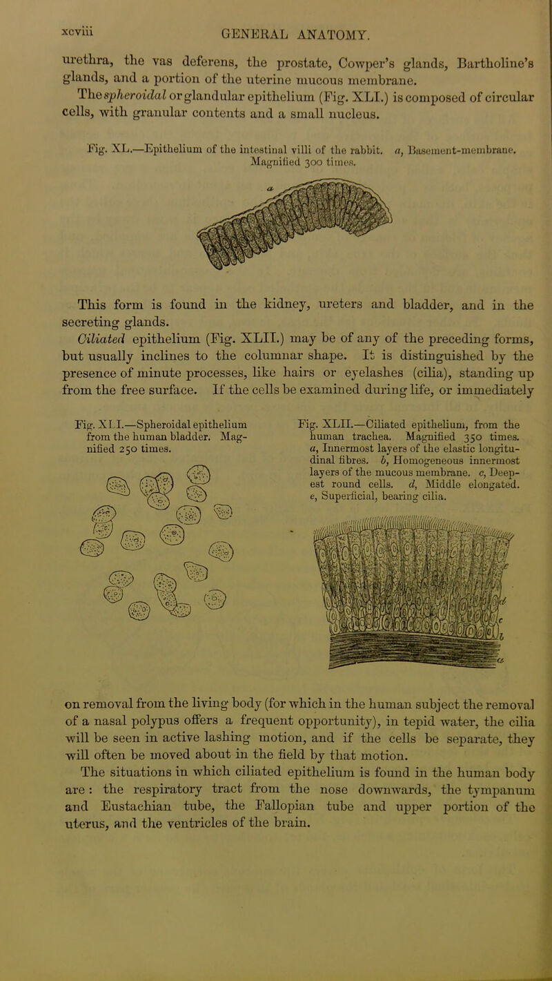 urethra, the vas deferens, the prostate, Cowper’s glands, Bartholine’s glands, and a portion of the uterine mucous membrane. The spheroidal or glandular epithelium (Fig. XLI.) is composed of circular cells, with granular contents and a small nucleus. Fig. XL.—Epithelium of the intestiuul villi of the rabbit, a, Basement-membrane. Magnified 300 times. This form is found in the kidney, ureters and bladder, and in the secreting glands. Ciliated epithelium (Fig. XLII.) may be of any of the preceding forms, but usually inclines to the columnar shape. It is distinguished by the presence of minute processes, like hairs or eyelashes (cilia), standing up from the free surface. If the cells be examined during life, or immediately Fig. XLI.—Spheroidal epithelium from the human bladder. Mag- nified 250 times. Fig. XLII.—Ciliated epithelium, from the human trachea. Magnified 350 times. a, Innermost layers of the elastic longitu- dinal fibres, b, Homogeneous innermost layers of the mucous membrane, c, Deep- est round cells, d, Middle elongated. e, Superficial, bearing cilia. on removal from the living body (for which in the human subject the removal of a nasal polypus offers a frequent opportunity), in tepid water, the cilia will be seen in active lashing motion, and if the cells be separate, they will often be moved about in the field by that motion. The situations in which ciliated epithelium is found in the human body are: the respiratory tract from the nose downwards, the tympanum and Eustachian tube, the Fallopian tube and upper portion of the uterus, and the ventricles of the brain.