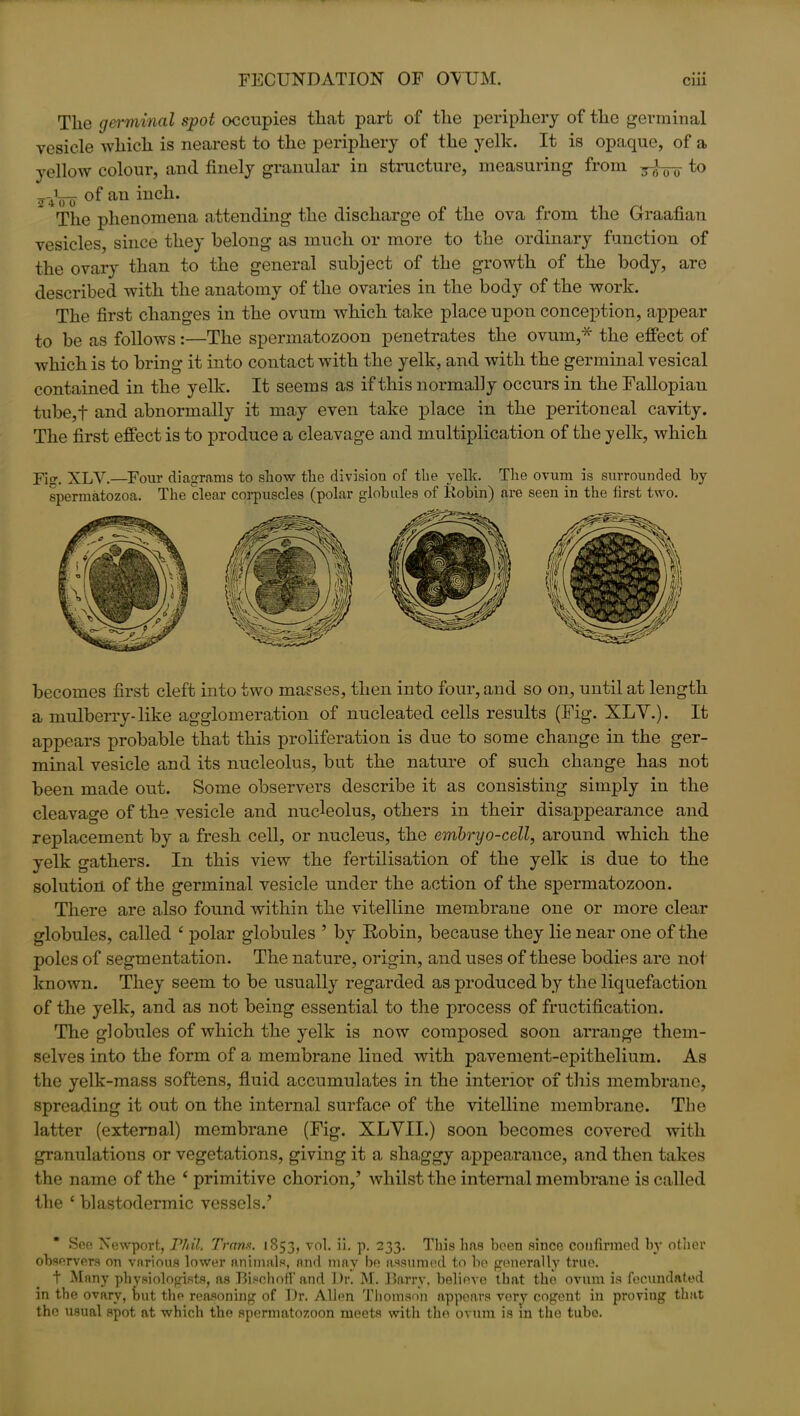 The germinal spot occupies that part of the periphery of the germinal vesicle which is nearest to the periphery of the yelk. It is opaque, of a yellow colour, and finely granular in structure, measuring from to 2-4Fo of an iucl1- The phenomena attending the discharge of the ova from the Graafian vesicles, since they belong* as much or more to the ordinary function of the ovary than to the general subject of the growth of the body, are described with the anatomy of the ovaries in the body of the work. The first changes in the ovum which take place upon conception, appear to be as follows :—The spermatozoon penetrates the ovum,* the effect of which is to bring it into contact with the yelk, and with the germinal vesical contained in the yelk. It seems as if this normally occurs in the Fallopiau tube,f and abnormally it may even take place in the peritoneal cavity. The first effect is to produce a cleavage and multiplication of the yell?:, which Ficr. XLV.—Four diagrams to show the division of the yelk. The ovum is surrounded by spermatozoa. The clear corpuscles (polar globules of Robin) are seen in the first two. becomes first cleft into two masses, then into four, and so on, until at length a mulberry-like agglomeration of nucleated cells results (Fig. XLV.). It appears probable that this proliferation is due to some change in the ger- minal vesicle and its nucleolus, but the nature of such change has not been made out. Some observers describe it as consisting simply in the cleavage of the vesicle and nucleolus, others in their disappearance and replacement by a fresh cell, or nucleus, the embryo-cell, around which the yelk gathers. In this view the fertilisation of the yelk is due to the solution of the germinal vesicle under the action of the spermatozoon. There are also found within the vitelline membrane one or more clear globules, called £ polar globules 5 by Robin, because they lie near one of the poles of segmentation. The nature, origin, and uses of these bodies are not known. They seem to be usually regarded as produced by the liquefaction of the yelk, and as not being essential to the process of fructification. The globules of which the yelk is now composed soon arrange them- selves into the form of a membrane lined with pavement-epithelium. As the yelk-mass softens, fluid accumulates in the interior of this membrane, spreading it out on the internal surface of the vitelline membrane. The latter (external) membrane (Fig. XLVII.) soon becomes covered with granulations or vegetations, giving it a shaggy appearance, and then takes the name of the £ primitive chorion/ whilst the internal membrane is called the £ blastodermic vessels.’ See Newport, Phil. Tram. 1853, vol. ii. p. 233. This has been since confirmed by other observers on various lower animals, and may be assumed to be generally true. t Many physiologists, as Bischoff and Dr. M. Barry, believe that the ovum is fecundated in the ovary, but the reasoning of Dr. Allen Thomson appears very cogent in proving that the usual spot at which the spermatozoon meets with the ovum is in the tube.